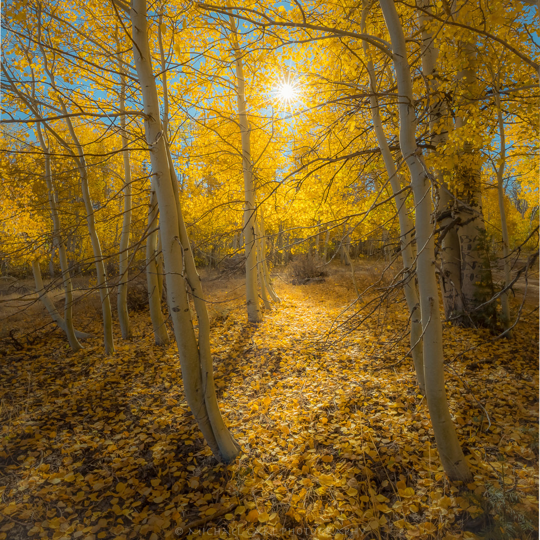 Tree photography of sun star through aspen grove in fall color .