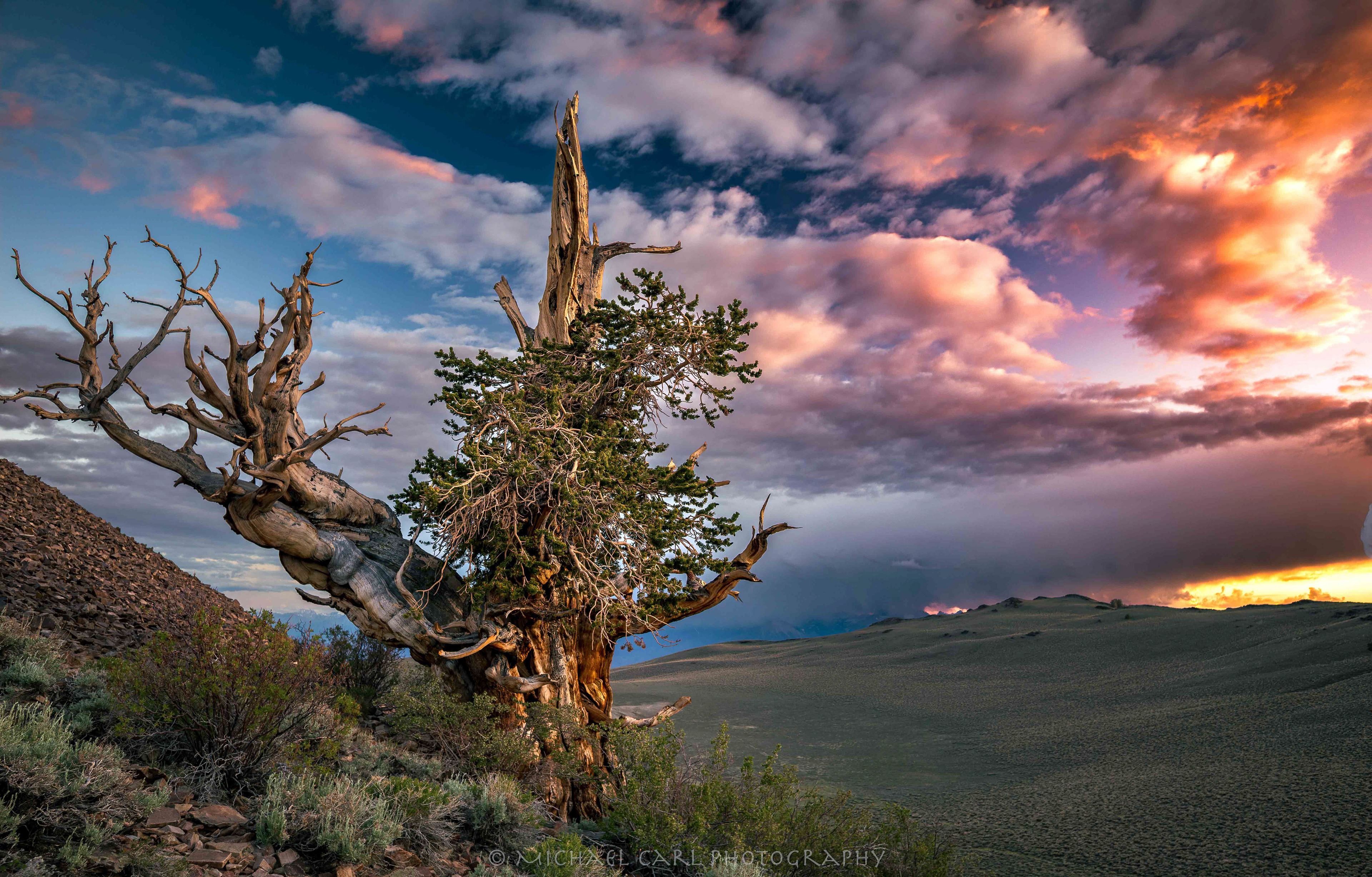 Ancient bristlecone pine tree photographed at sunset in the White Mountains.