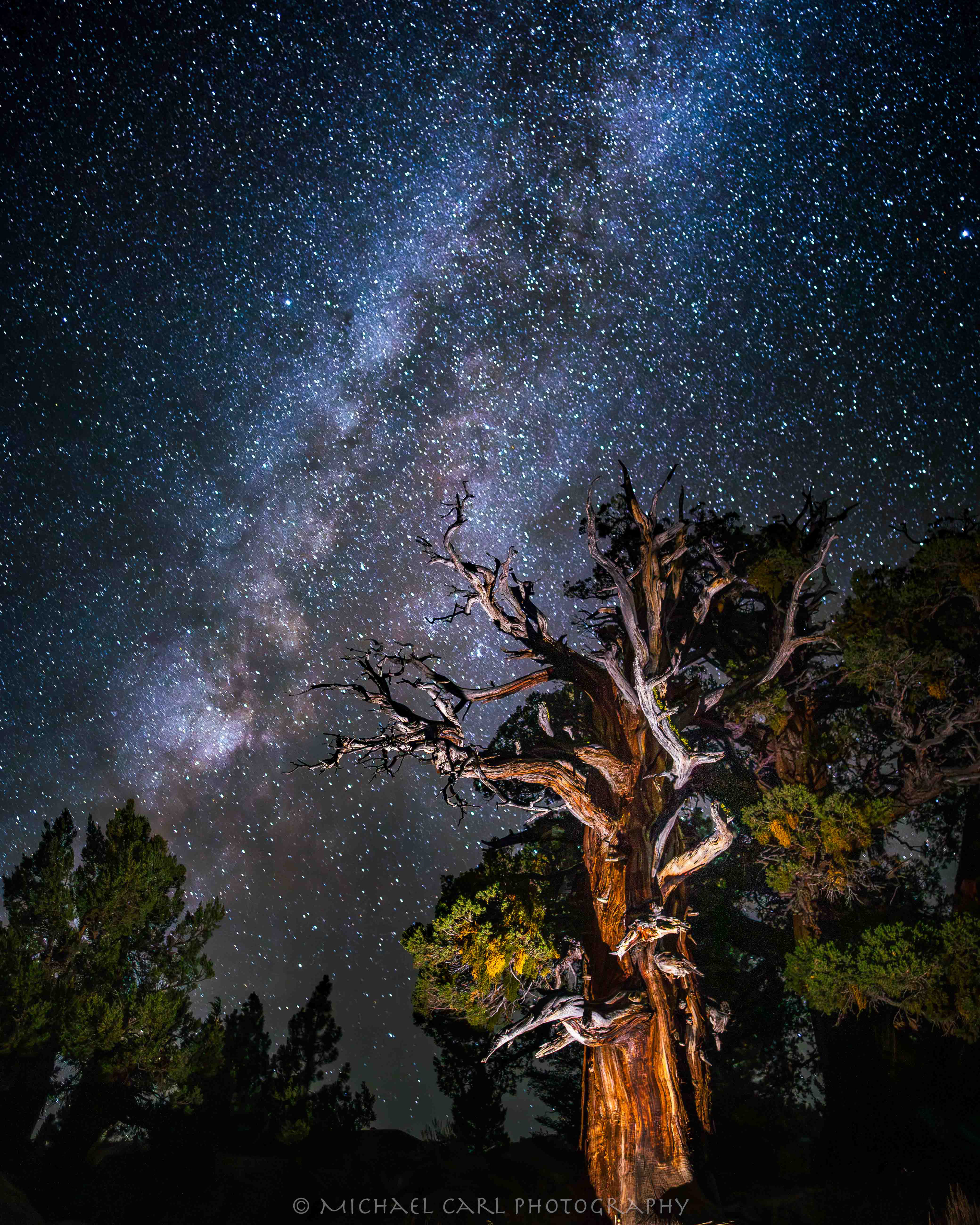 Juniper tree photographed with the Milky Way in the night sky.