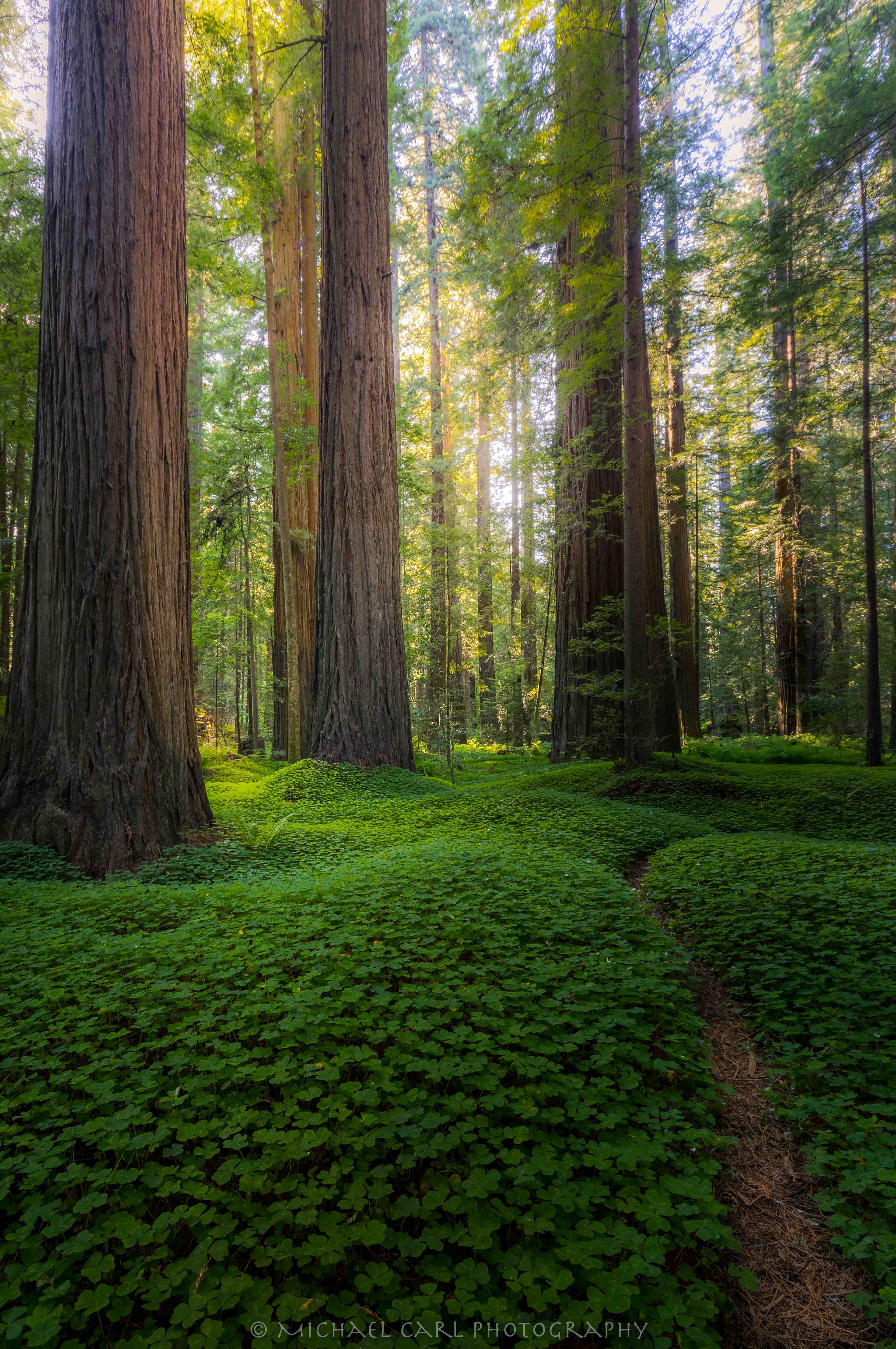 Redwood trees photography by Michael Carl