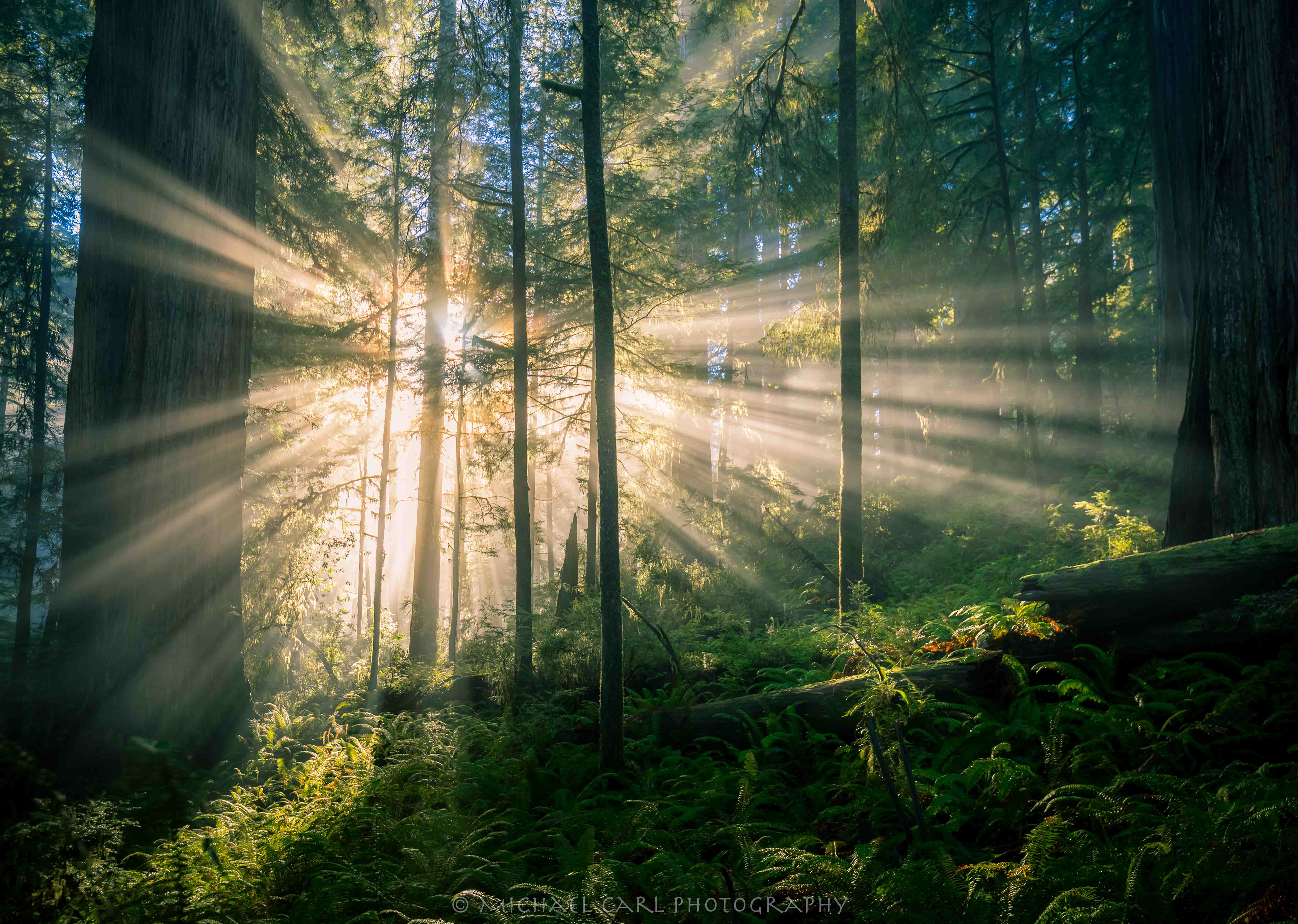 Tree photography taken inside Redwood National and State Parks of the morning sun creating God light in the forest. 