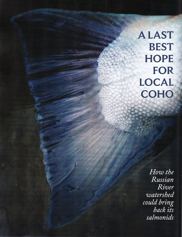 Salmon photography of California coho by Michael Carl for Bay Nature Magazine