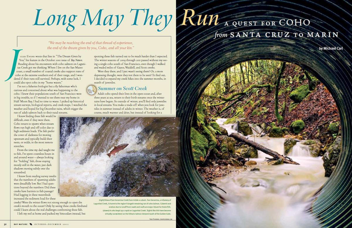 In this feature story for Bay Nature I put down my flyrod (just for a while) and do some research. Driven by curiosity about the coho salmon that once lived and spawned in the streams of the Santa Cruz and San Mateo Coast, I begin a three year quest to find them.