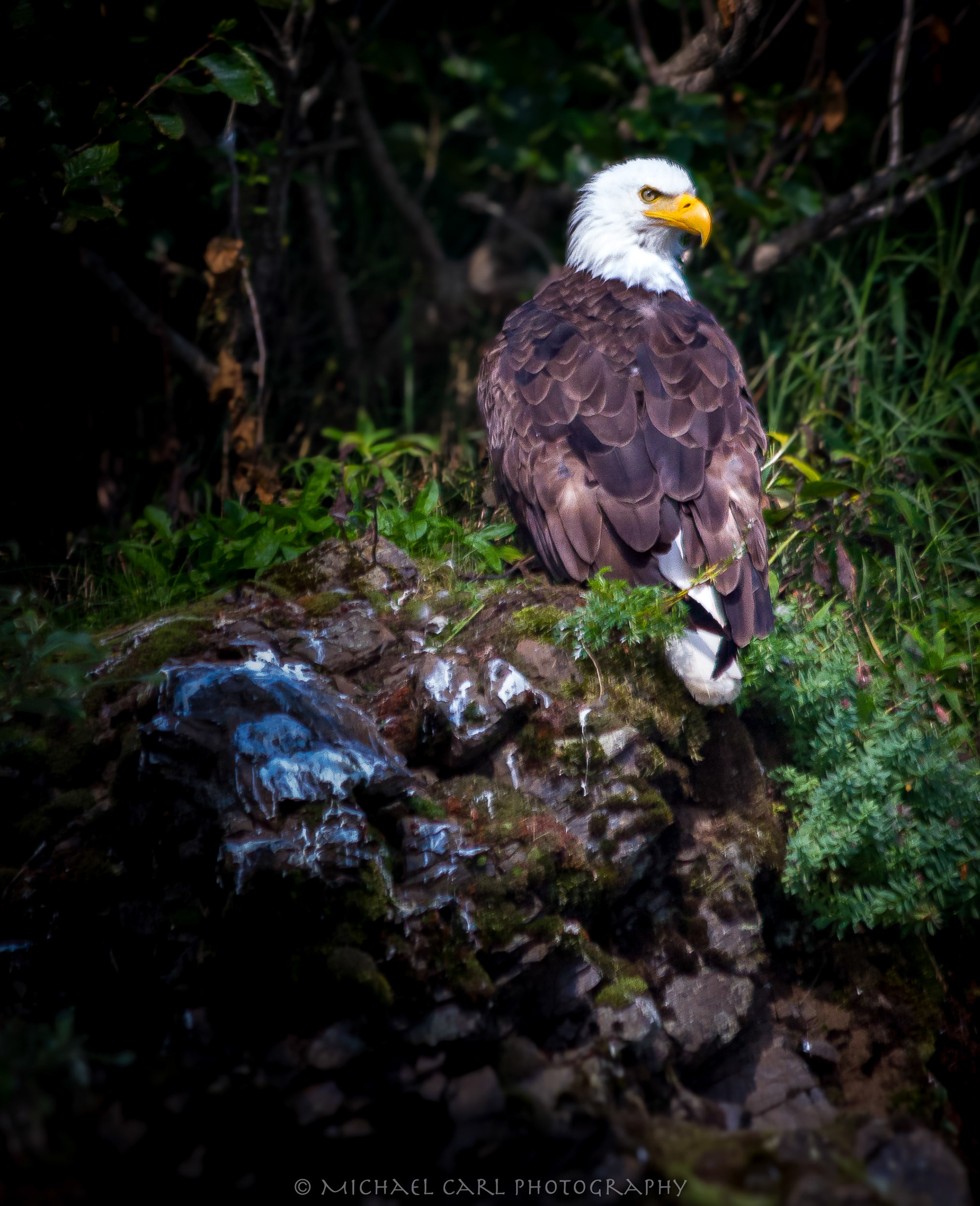 Bald eagle in Alaska's Togiak National Wildlife Refuge.