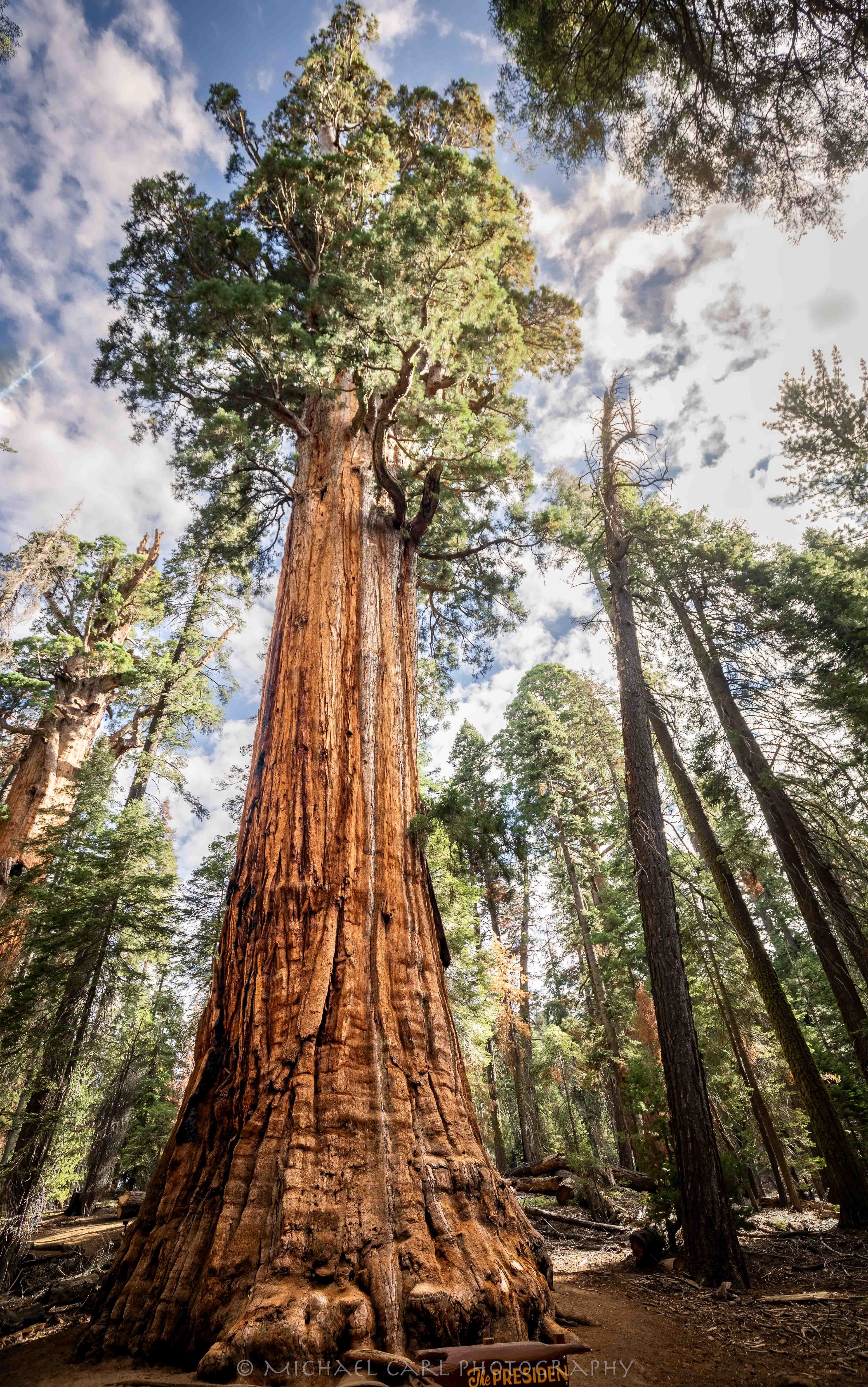 Giant sequoia tree photographed inside Sequoia National Park by Michael Carl