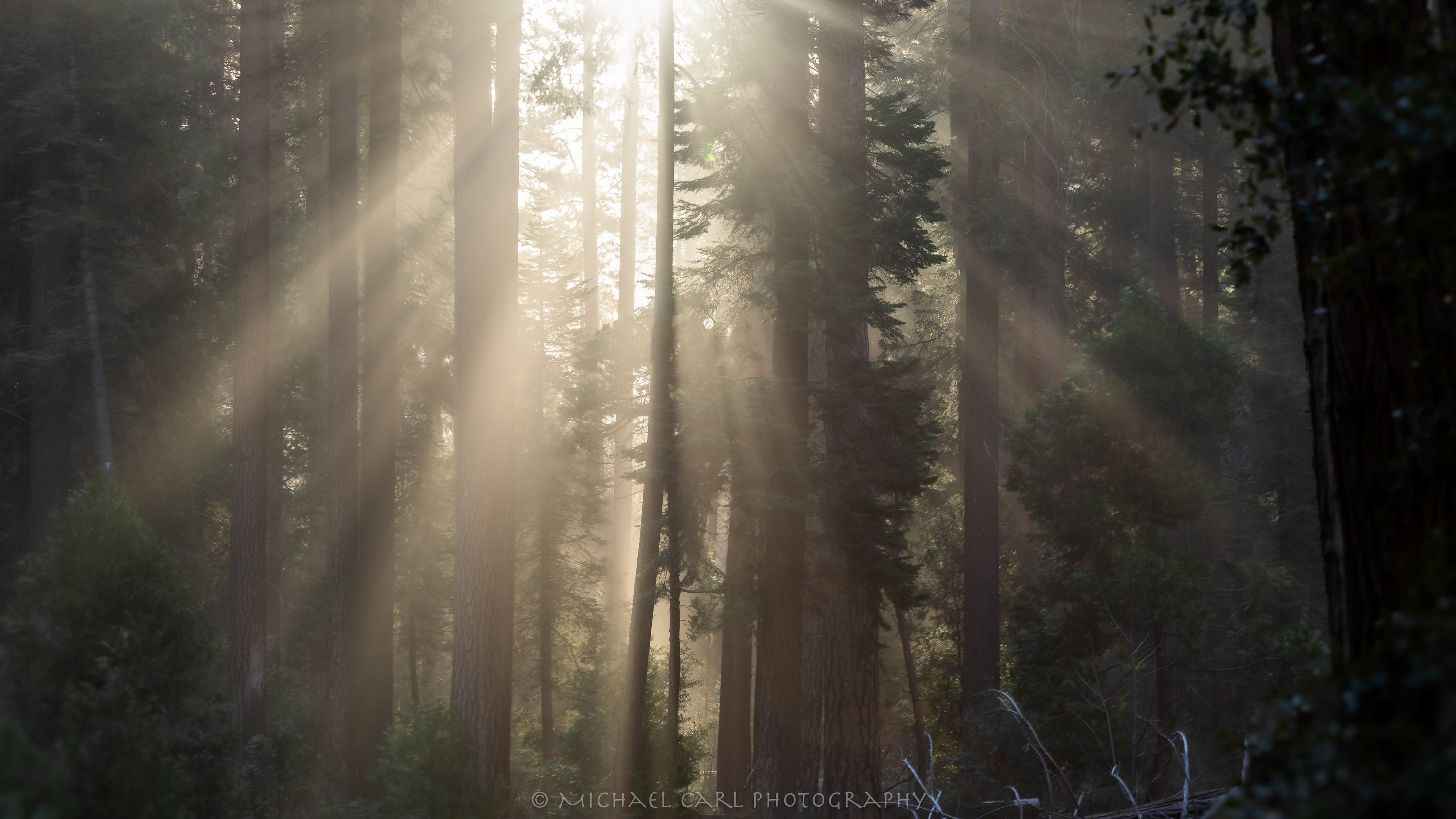 Tree photography of light rays through Ponderosa pines in Yosemite National Park