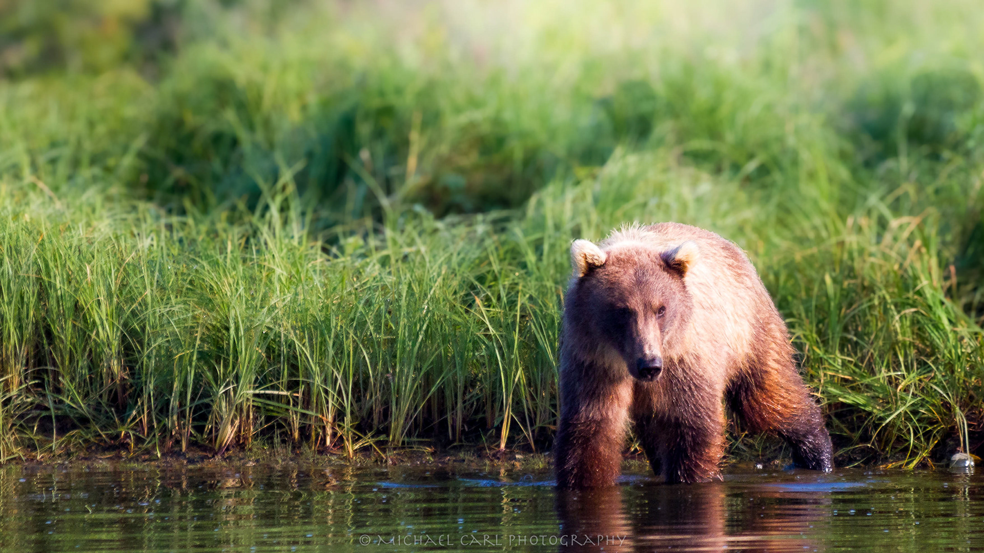 Alaska Wilderness adventure photography of grizzly  bear Togiak Wildlife Refuge by Michael Carl