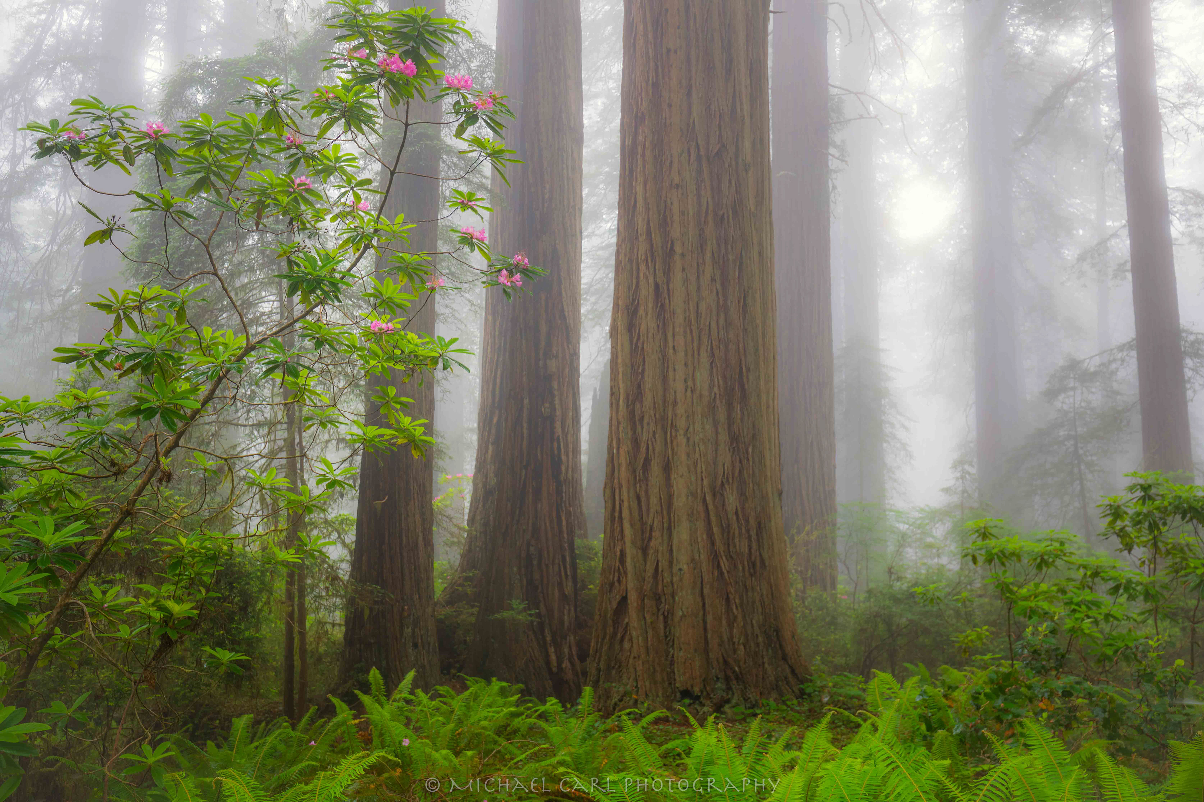 Redwood tree photography of forest in fog along the California coast by Michael Carl
