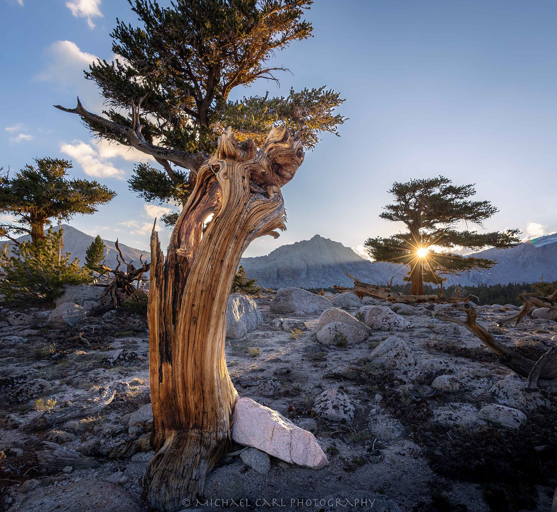 Foxtail pine photography of ancient twisted trees in the High Sierra Mountains.