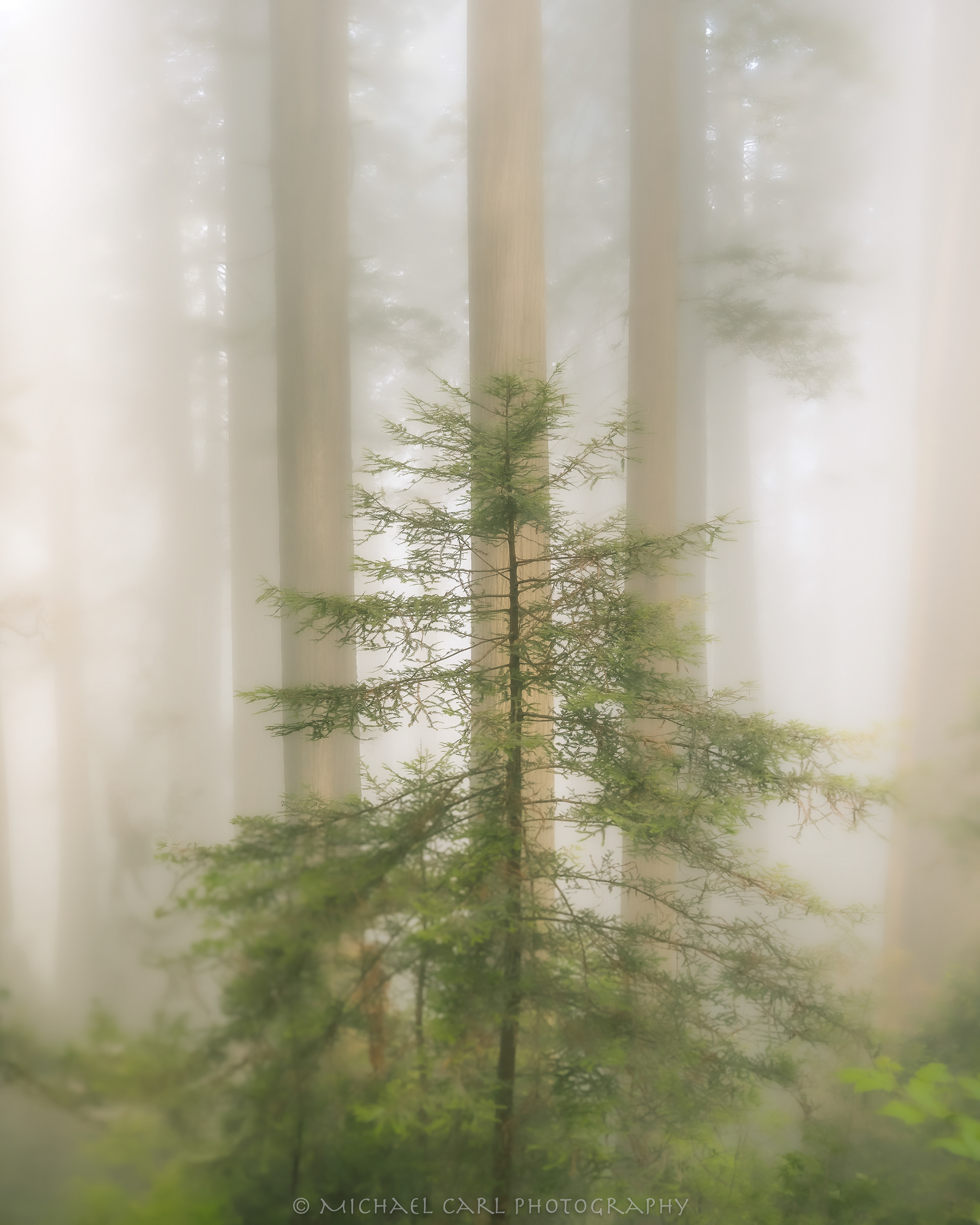Redwood forest photography of old growth trees with sapling in the mist and fog.