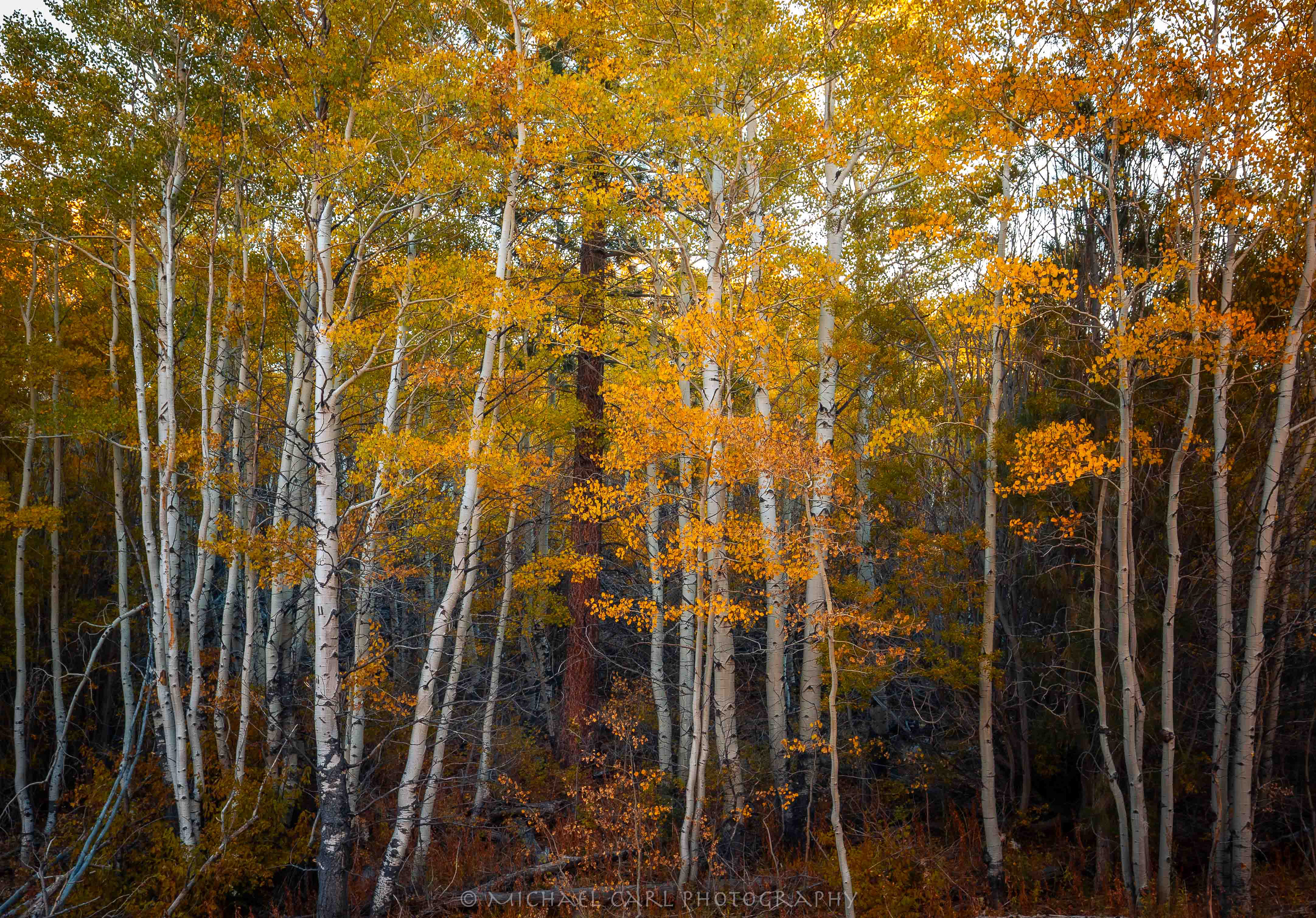 Aspen tree photography in California below the Sierra Nevada Mountains.