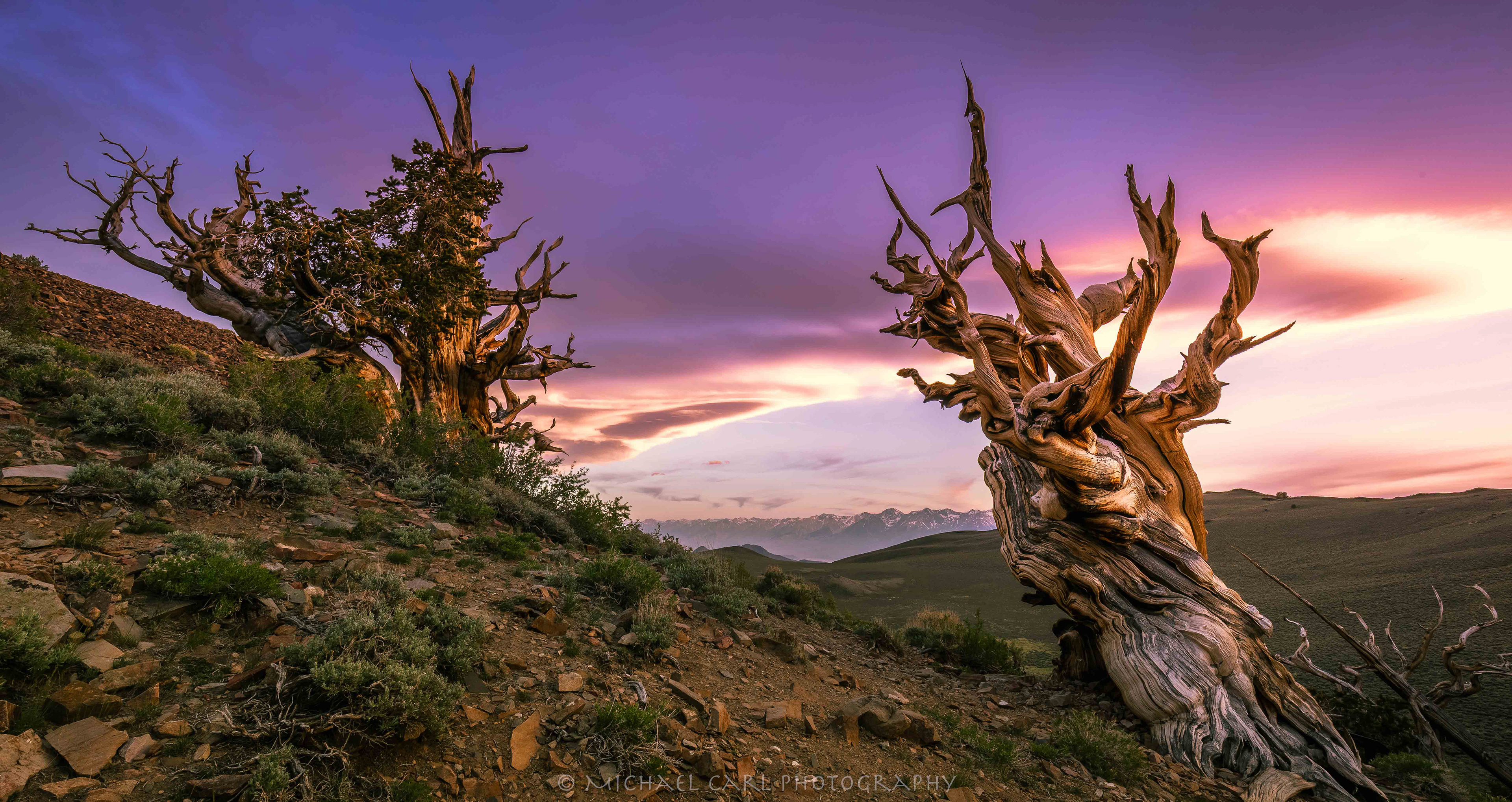 Ancient Bristlecone Pine Forest photographed at sunset in California's White Mountains.