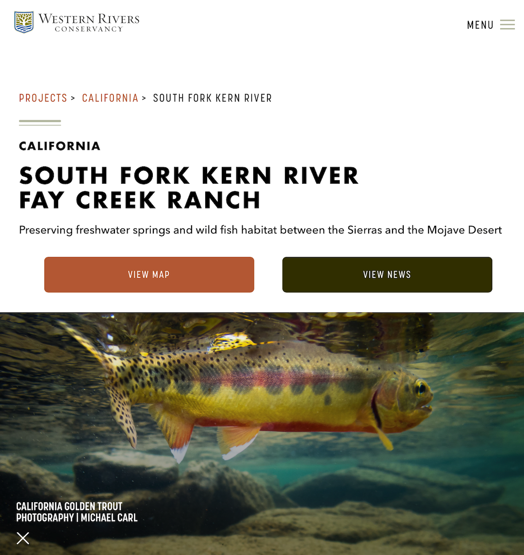 California golden trout photograph taken to support the South Fork Kern River Project by Western Rivers Conservancy.