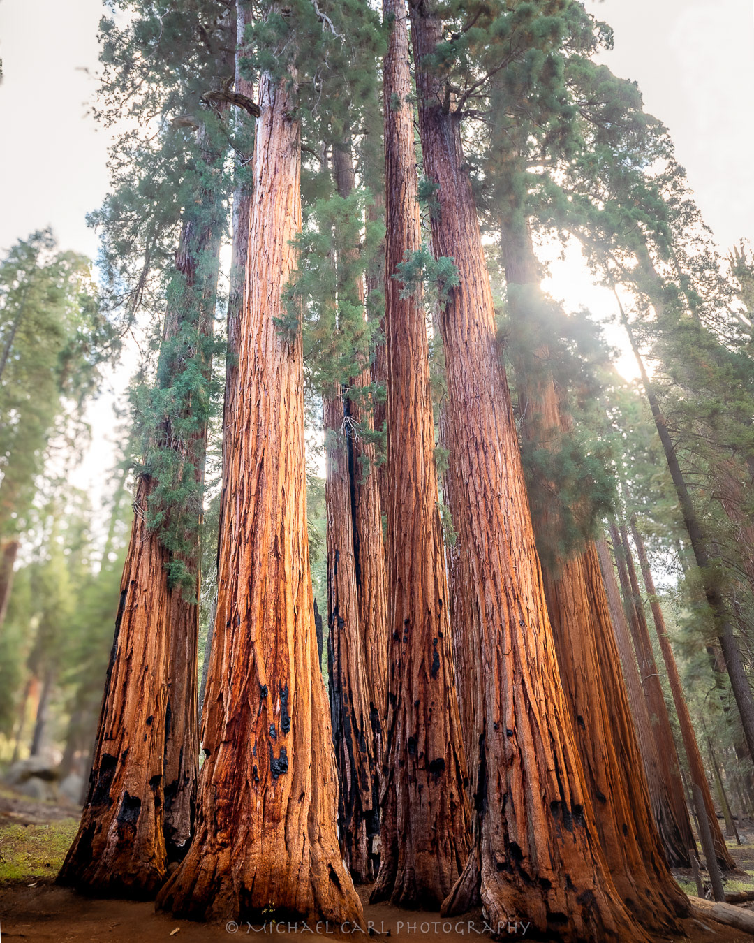 Giant sequoia trees photography by Michael Carl