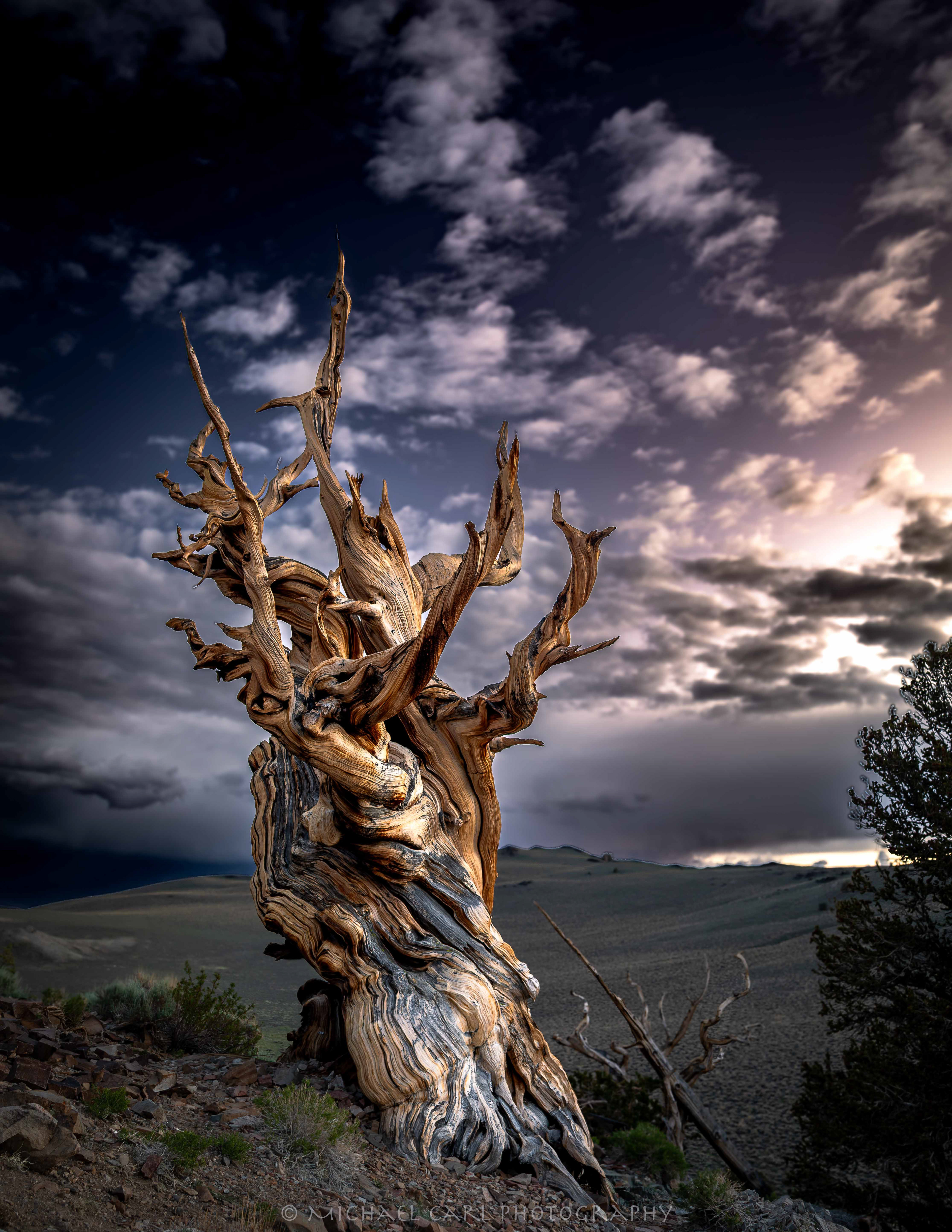 Ancient bristlecone pine tree photography in White Mountains of California.