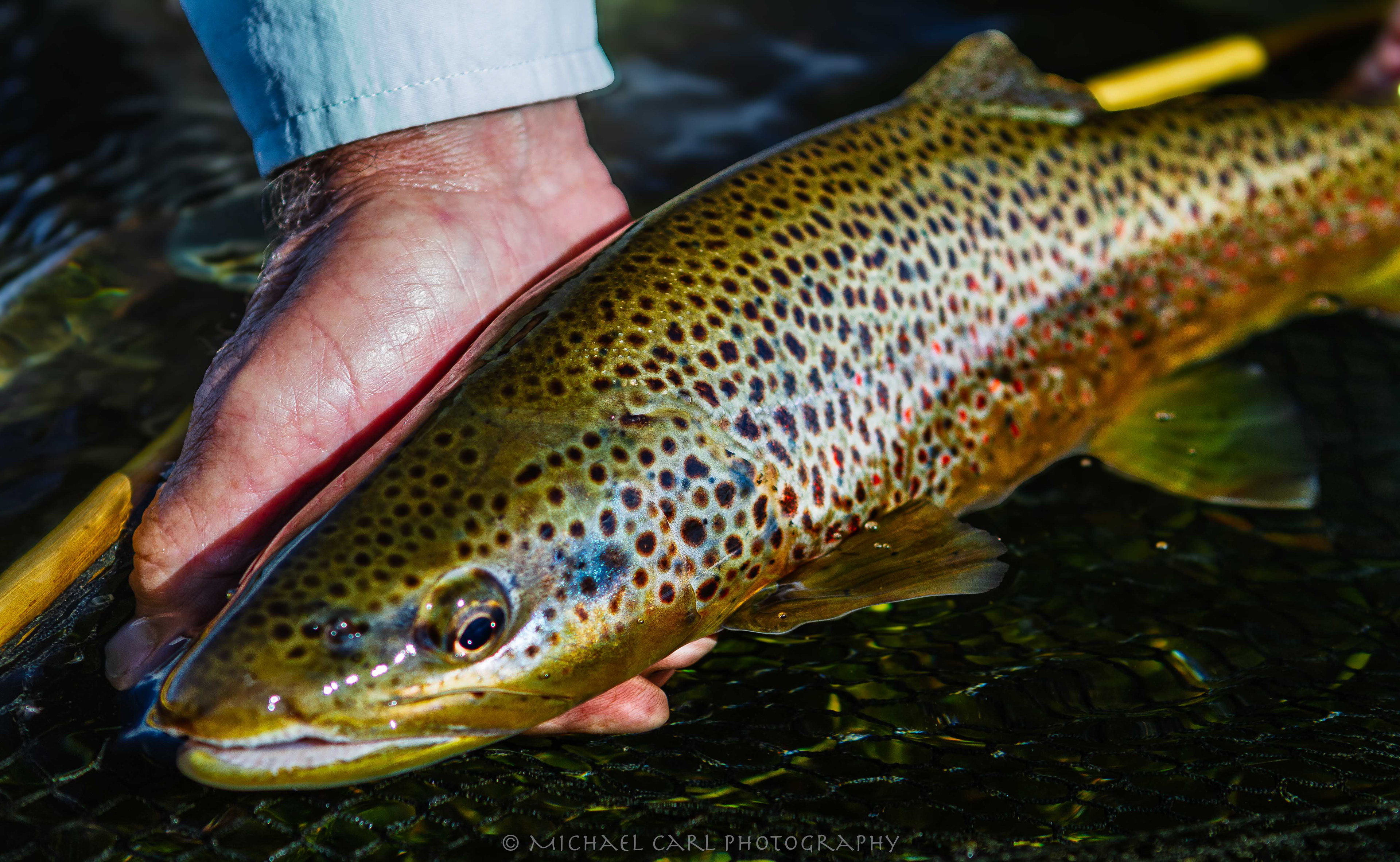 Fly fishing photography of brown trout caught and released in Wood River Oregon