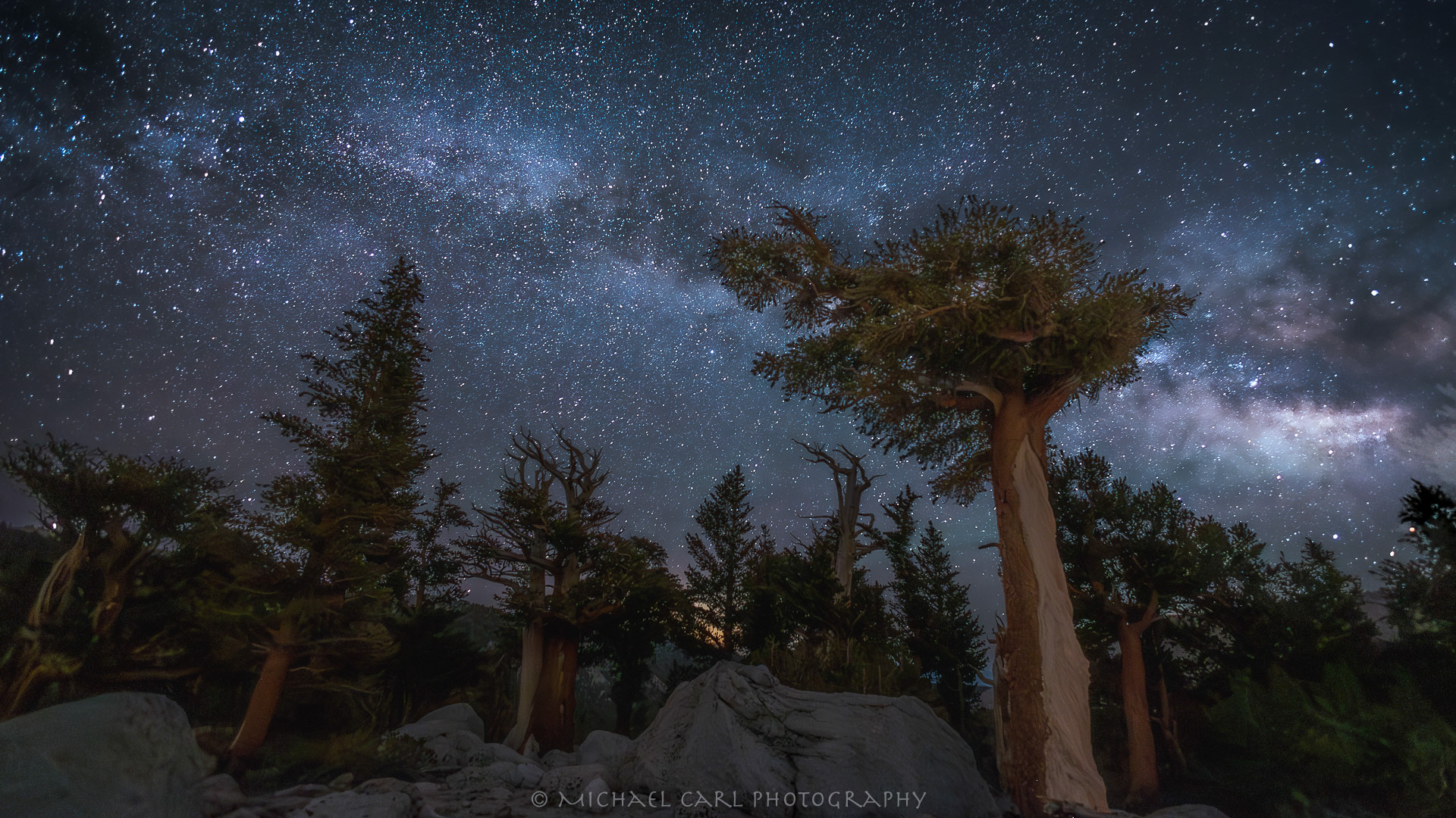 Foxtail pine tree photography in Sierra Nevada Mountains with Milky Way in the night sky.