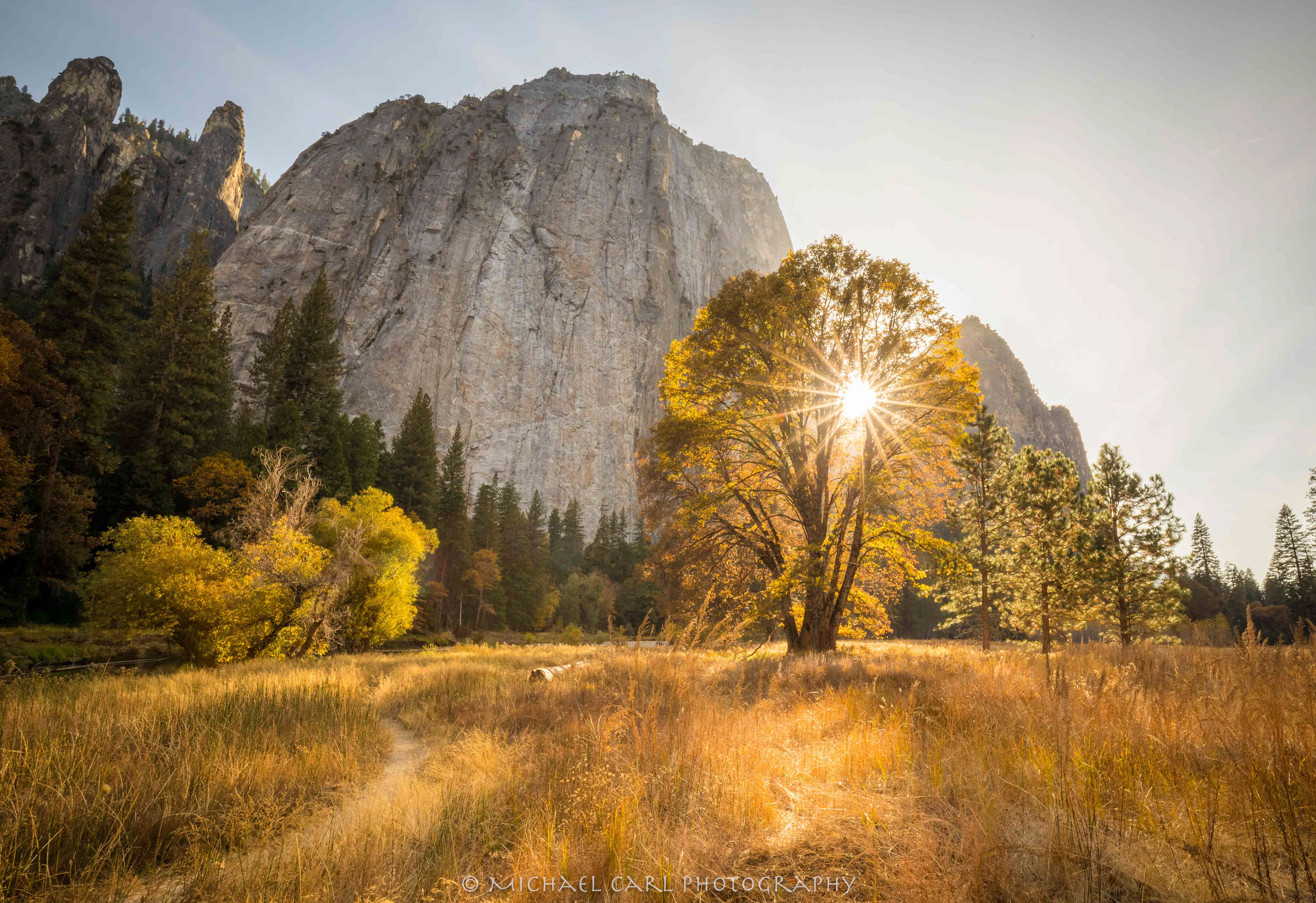 Sierra Nevada landscape photography of Autumn in Yosemite as sun shines through black oak tree in fall color.