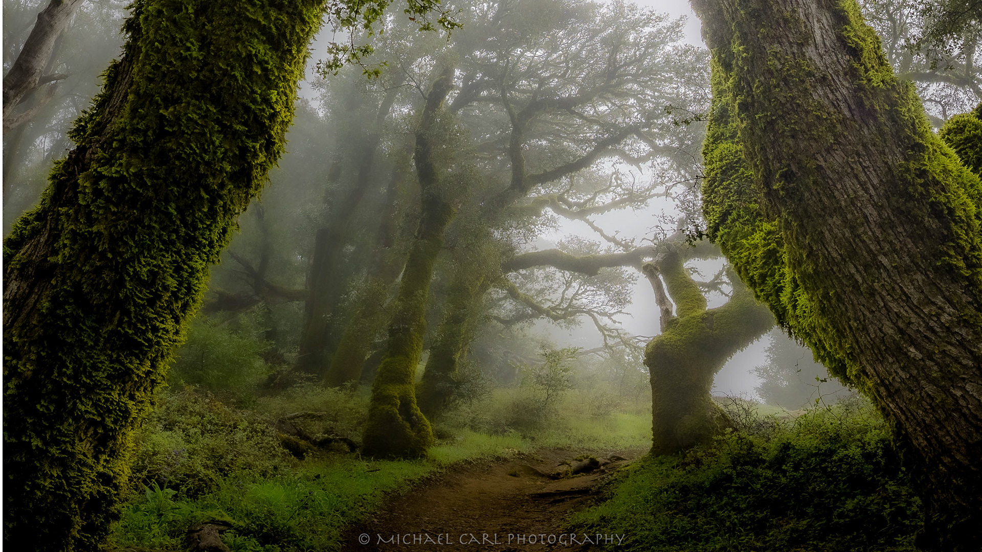 Tree photography of mossy oaks in fog 