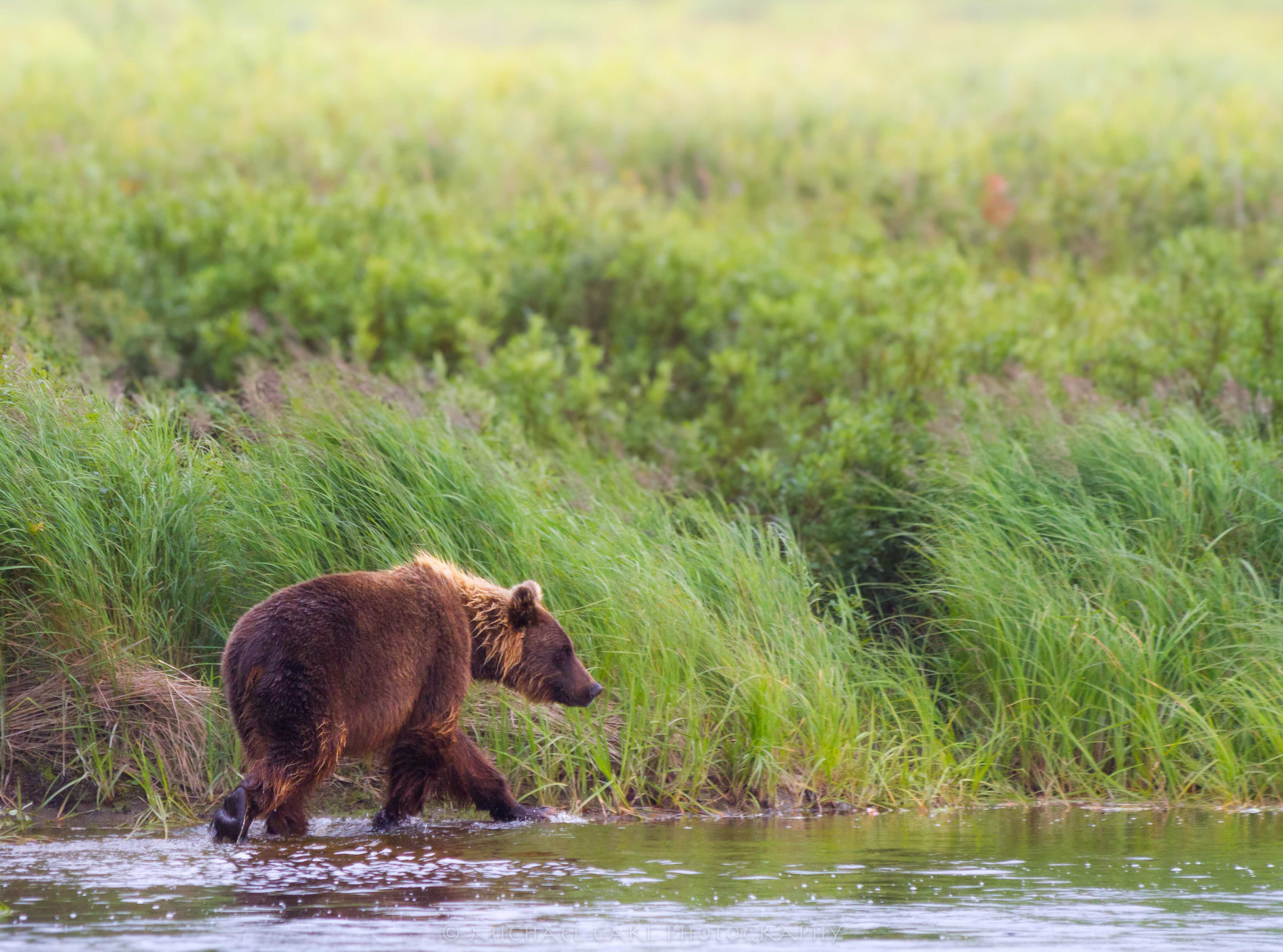 Grizzly bear photographed in Alaska wilderness.