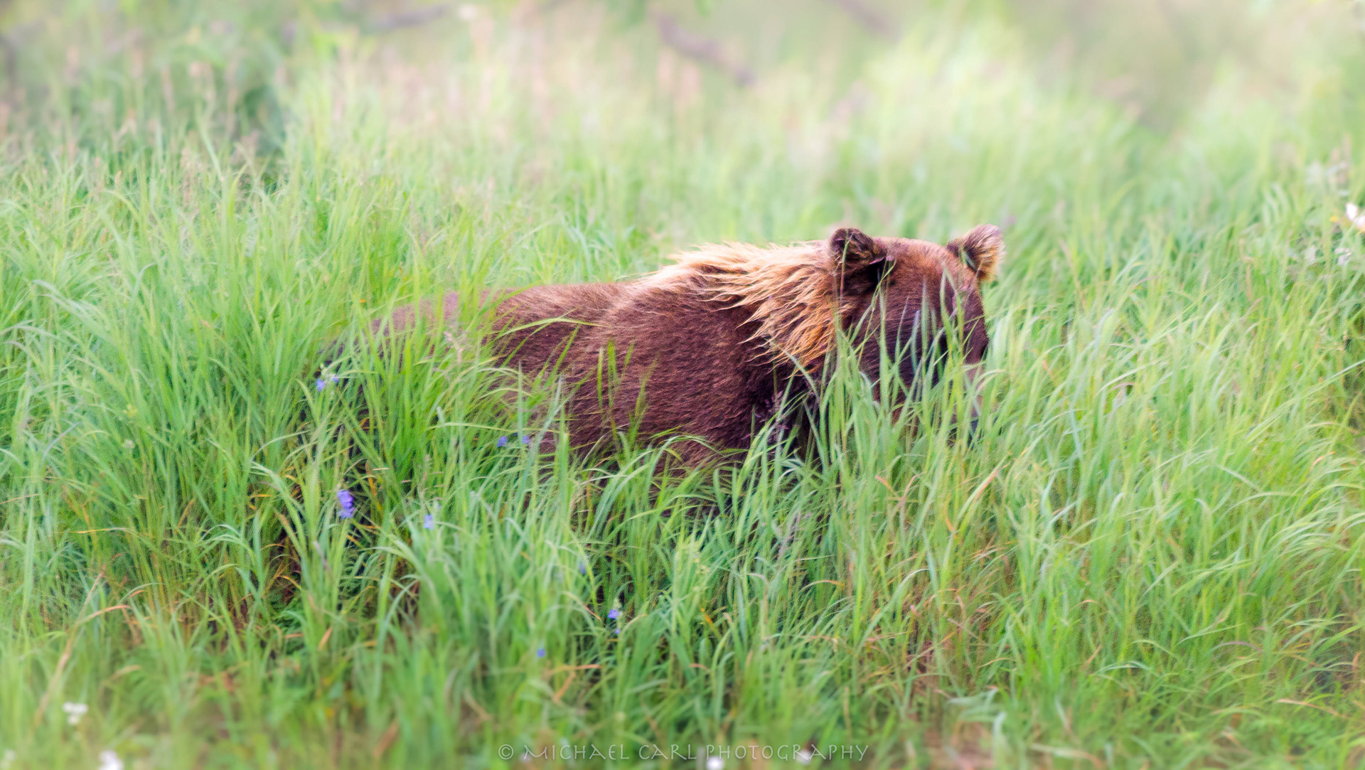 Grizzly bear photographed in Alaska wilderness while fishing the Goodnews River.