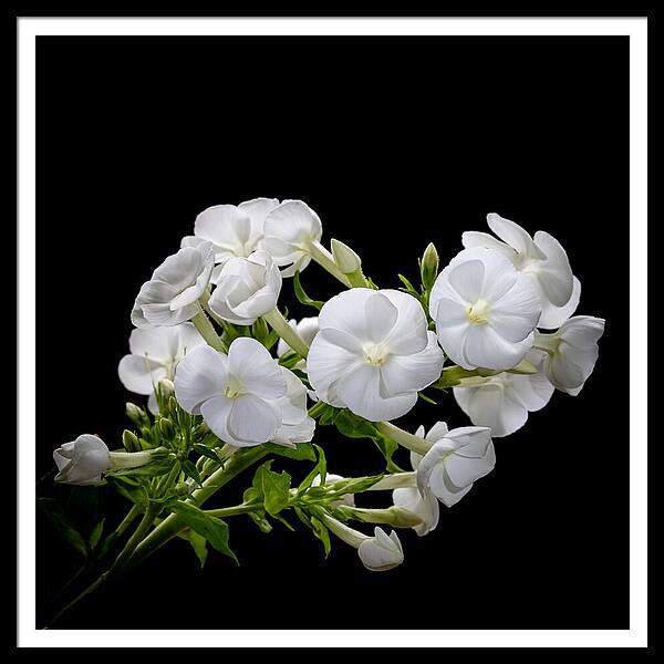 Delicate white flowers are arranged with green stems and leaves, standing out against a black background. The contrast highlights the purity and elegance of the blossoms