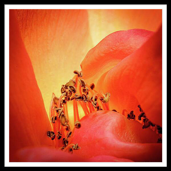 Close up of the inside of an orange rose