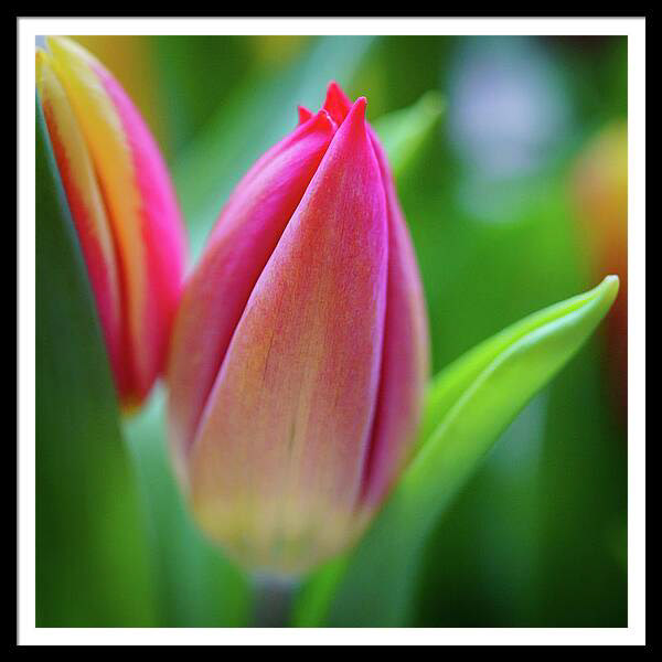 Close up of a pink tulip, soft green focus of leaves in the background.