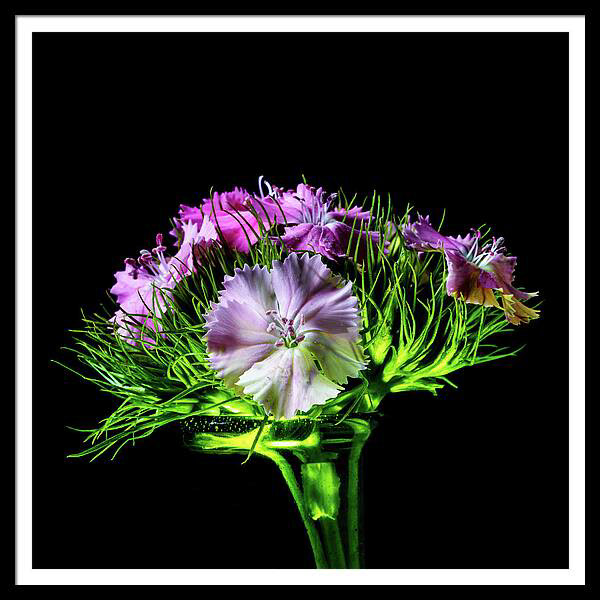 Purple sweet William in a vibrant green vase, set on a black background.