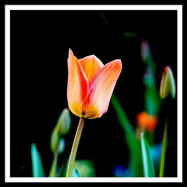 A vibrant orange tulip stands against a dark background, with hints of green stems and other flower buds nearby. The contrast emphasizes the tulip's delicate petals and vivid colours