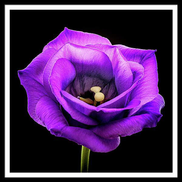 Photograph of a Texas bluebell flower, on a black background.