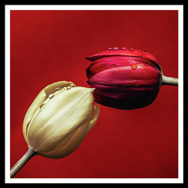 Two tulips of red and cream touching as if kissing. Water droplets across both tulips, red background.