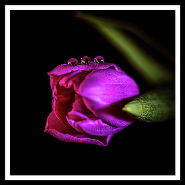 Purple tulip on a black background, with water droplets