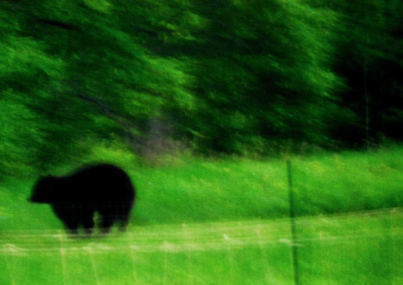 Bear on Property