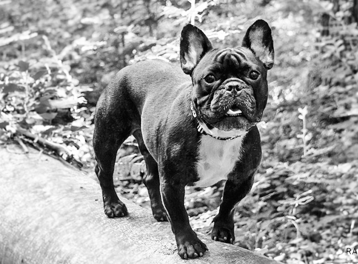 Scarot, the Ramson's dog, based on Chicot, the Lambuth's French Bulldog. Image provided by Eglantyne Books.