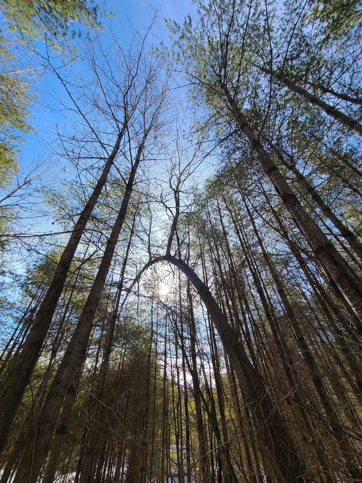 Photo by Isaac Lorton