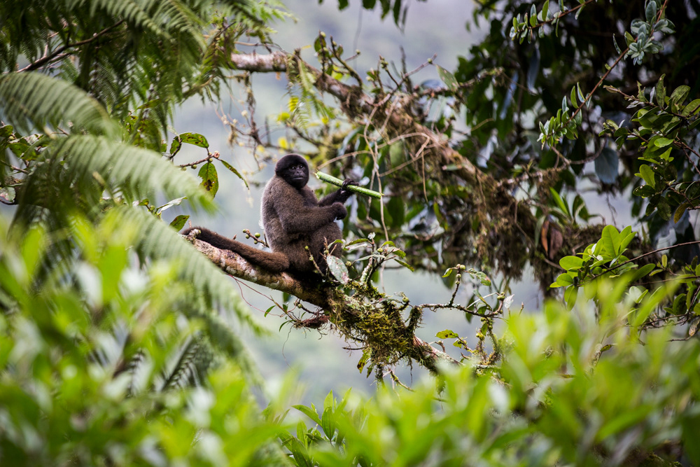 Manú National Park