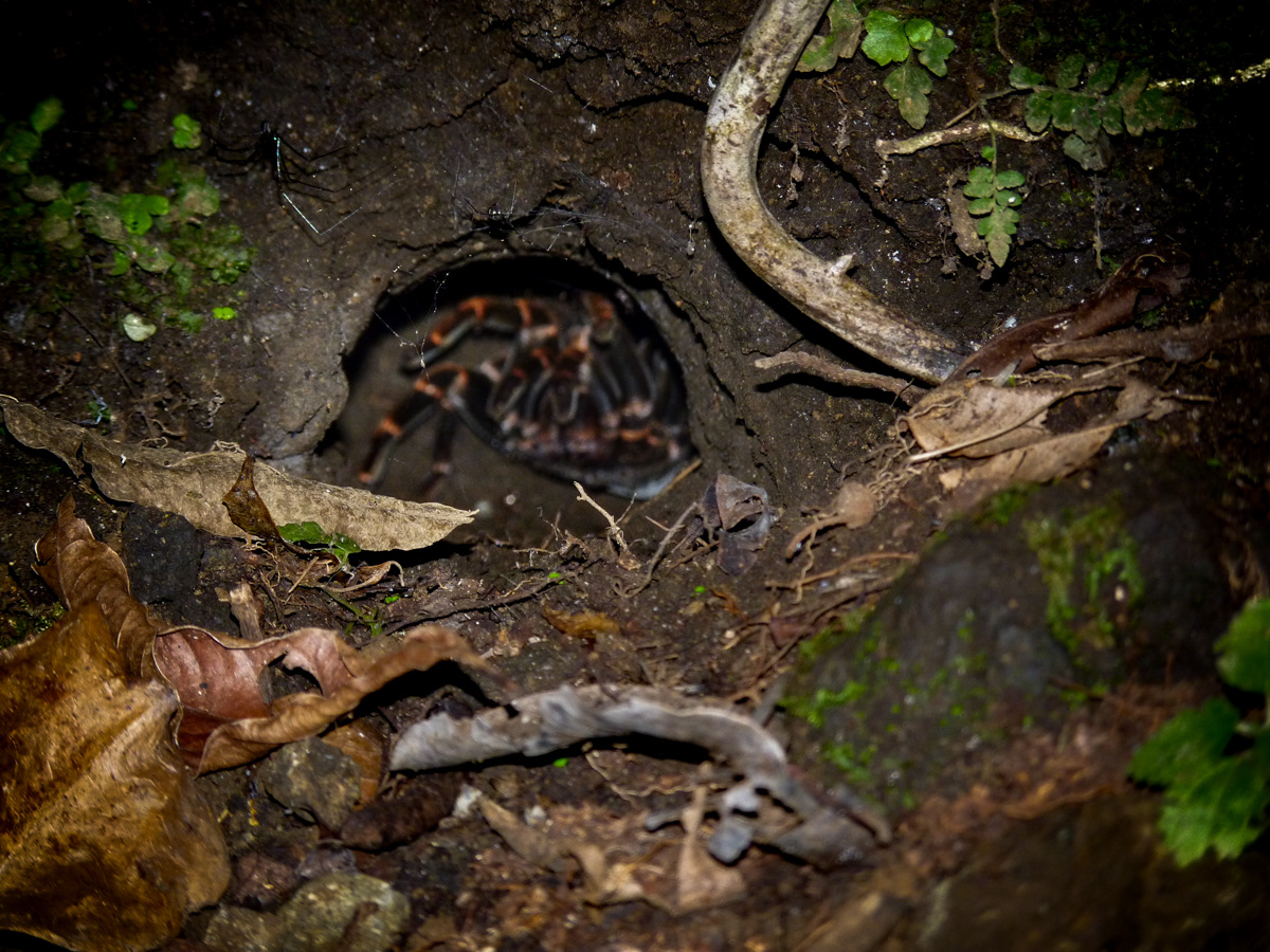 Tarantula Home, Costa Rica