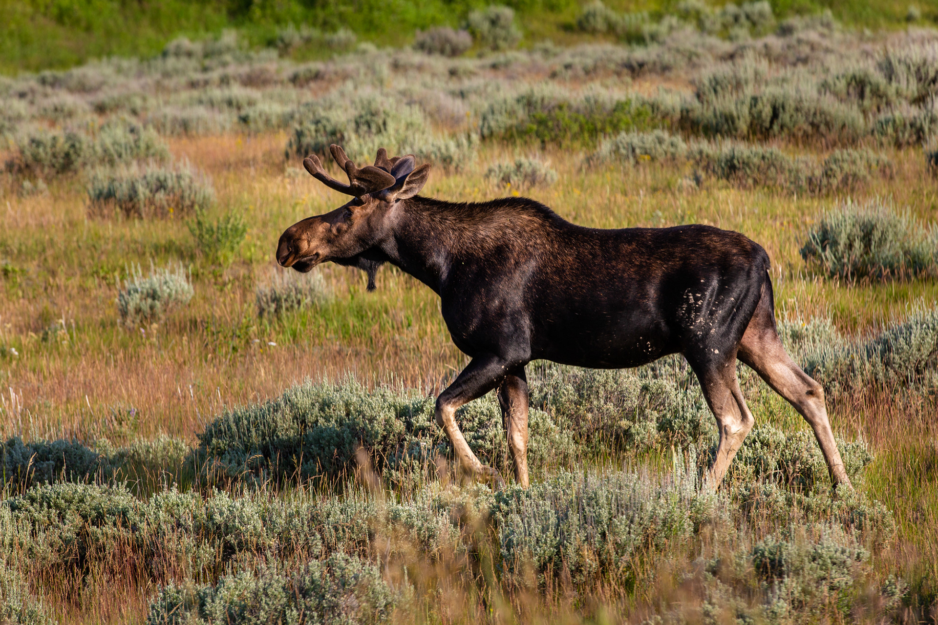 Grand Teton National Park