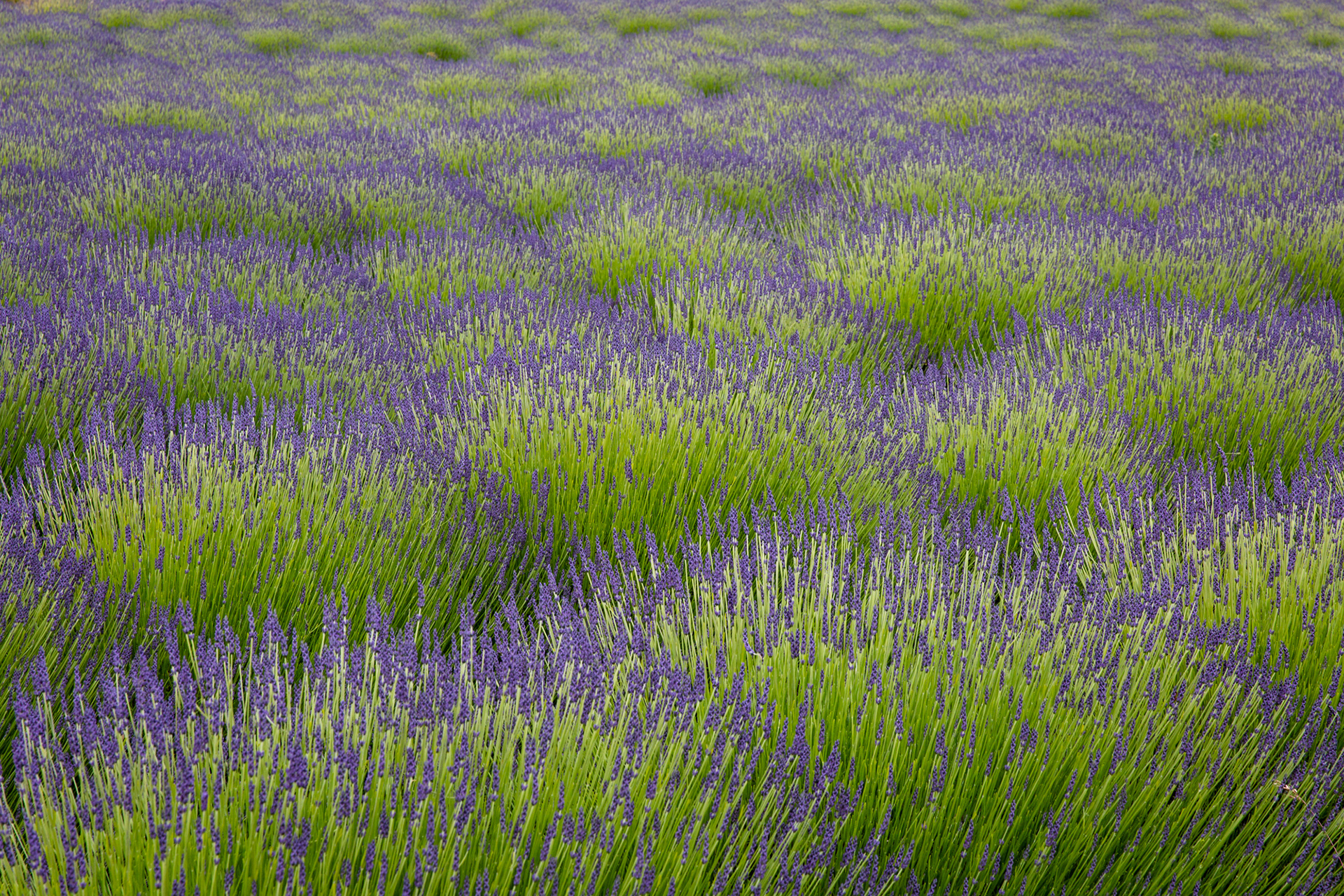 Lavender Farm, San Juan Island