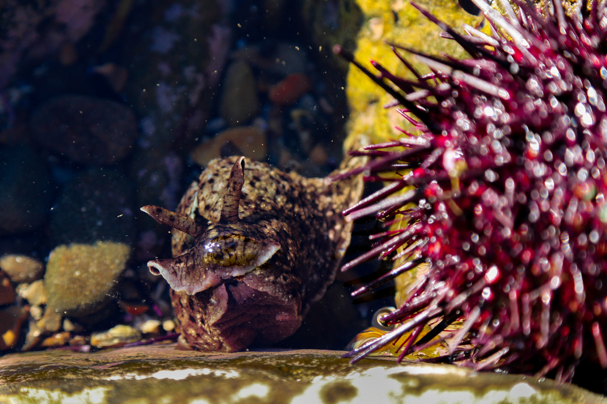 Abalone Cove Tide Pools
