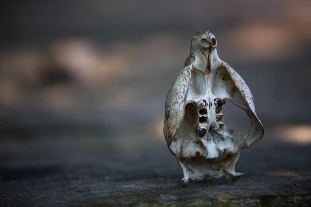 Jungle Skeleton