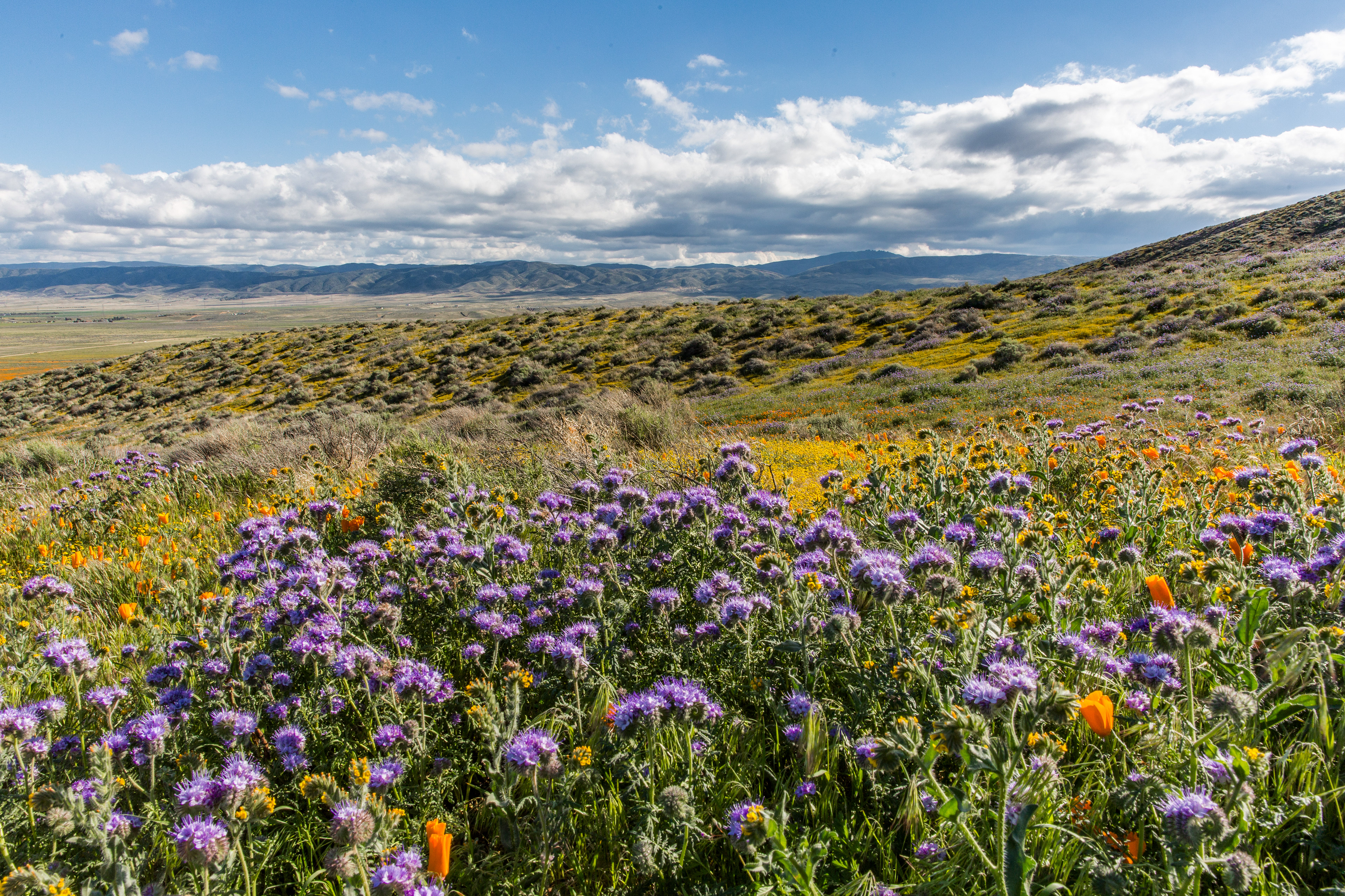 California Desert Superbloom