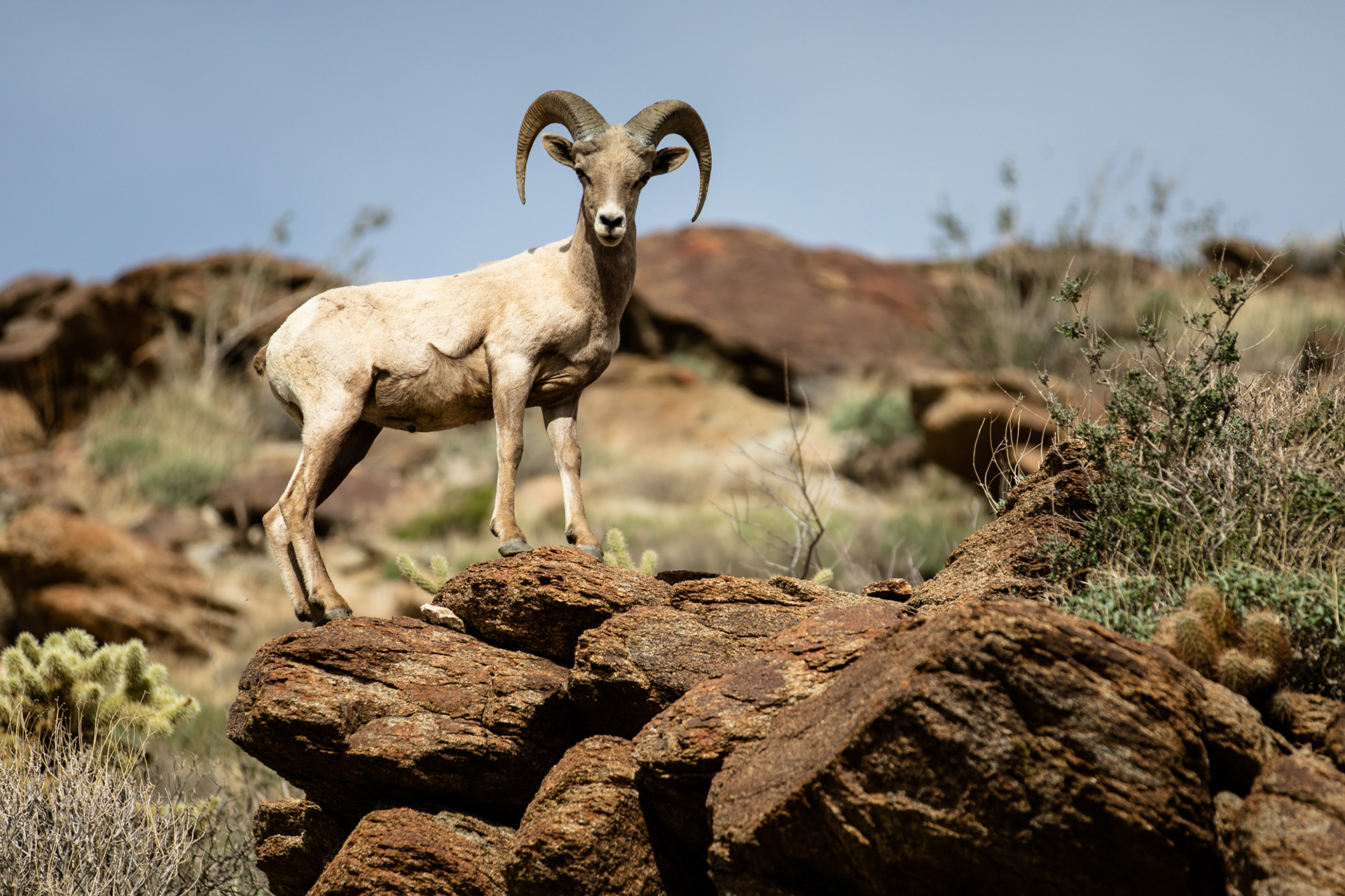 Anza-Borrego State Park