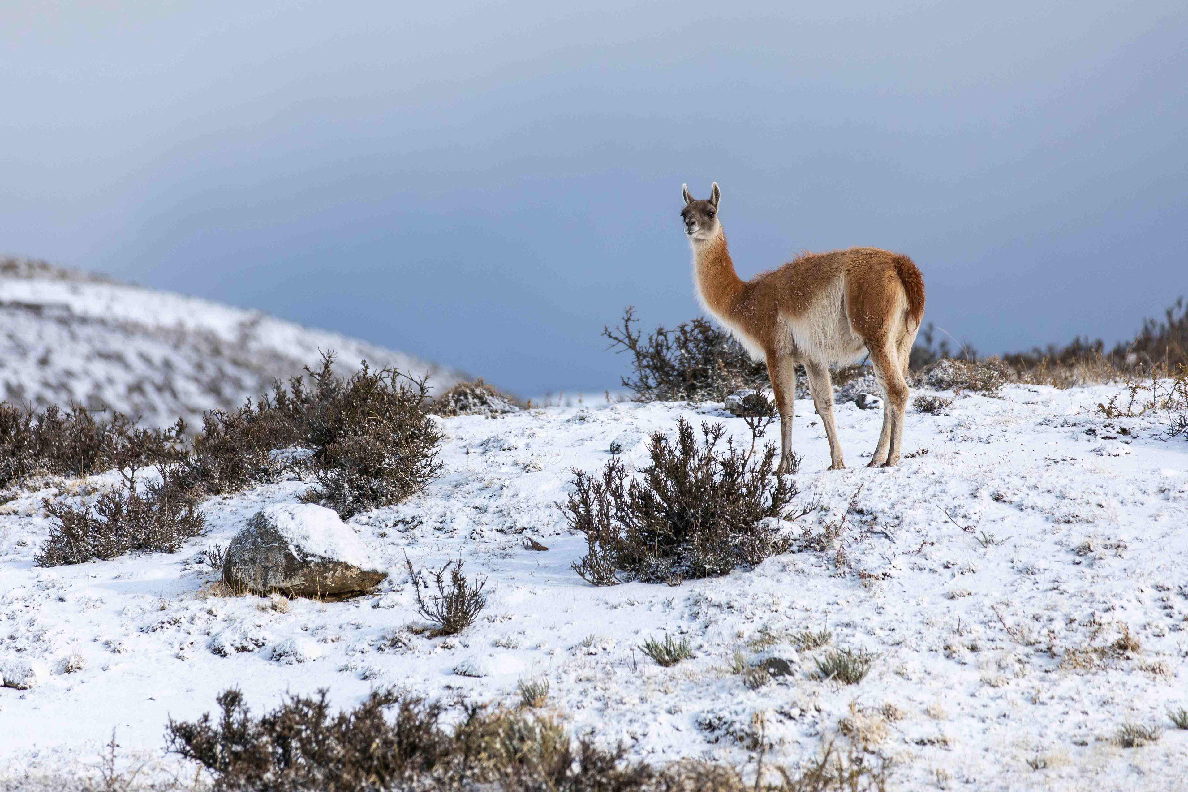 Guanaco in Patagonia