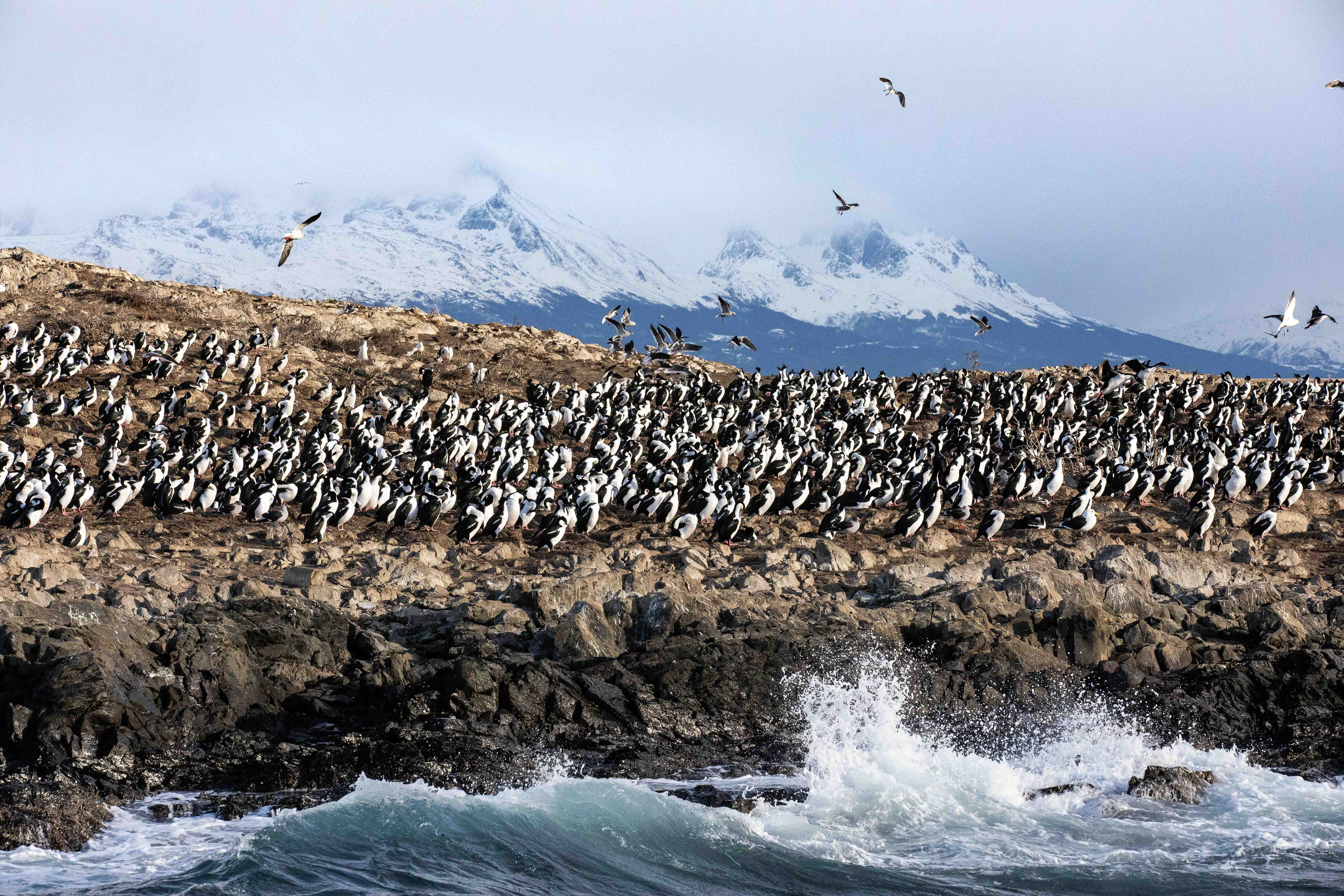 Bird Island, Ushuaia