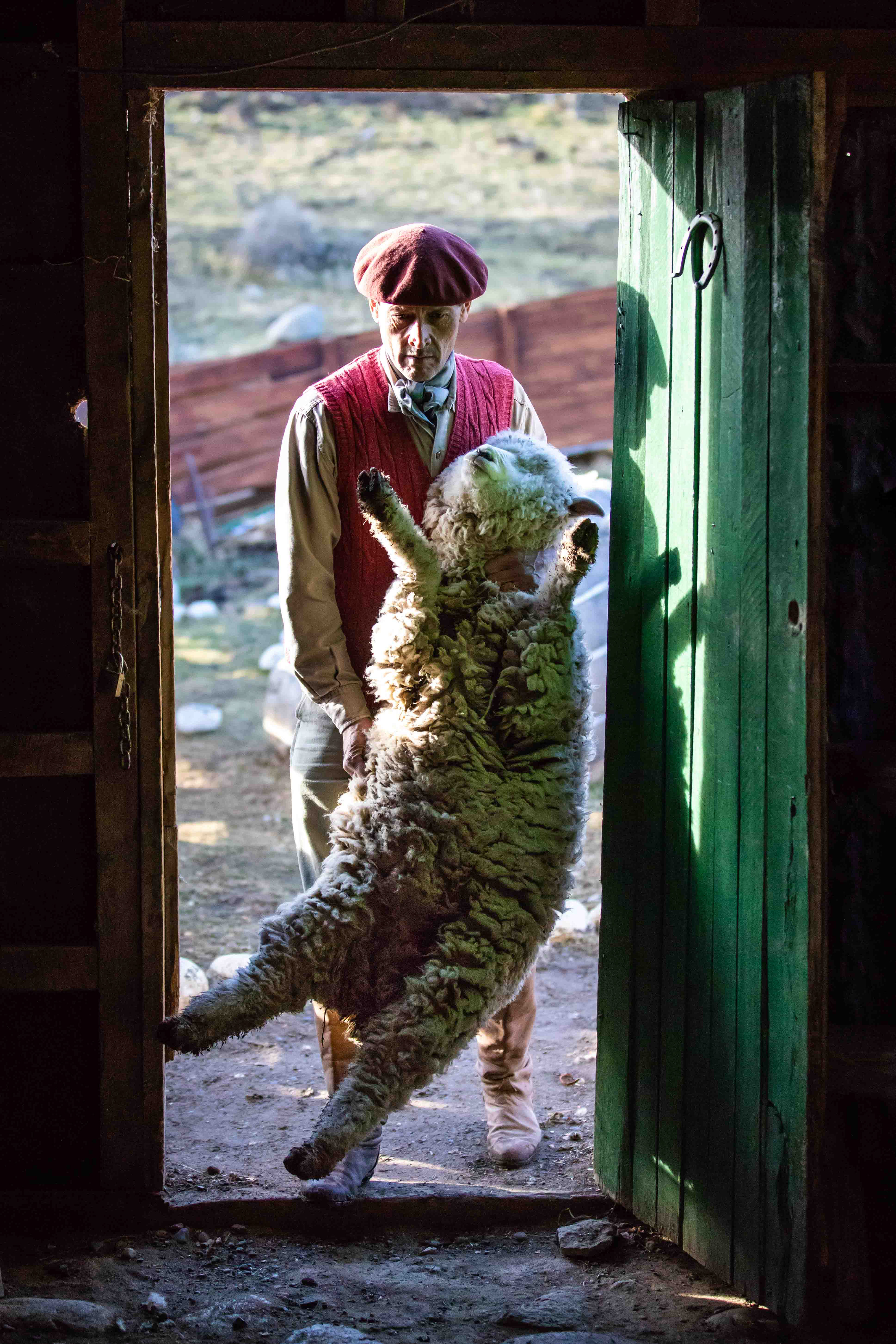 Patagonian Gaucho Sheep Sheering