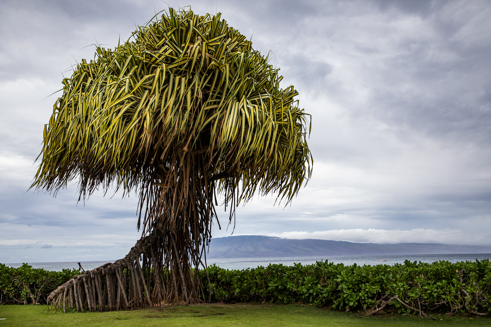 Maui