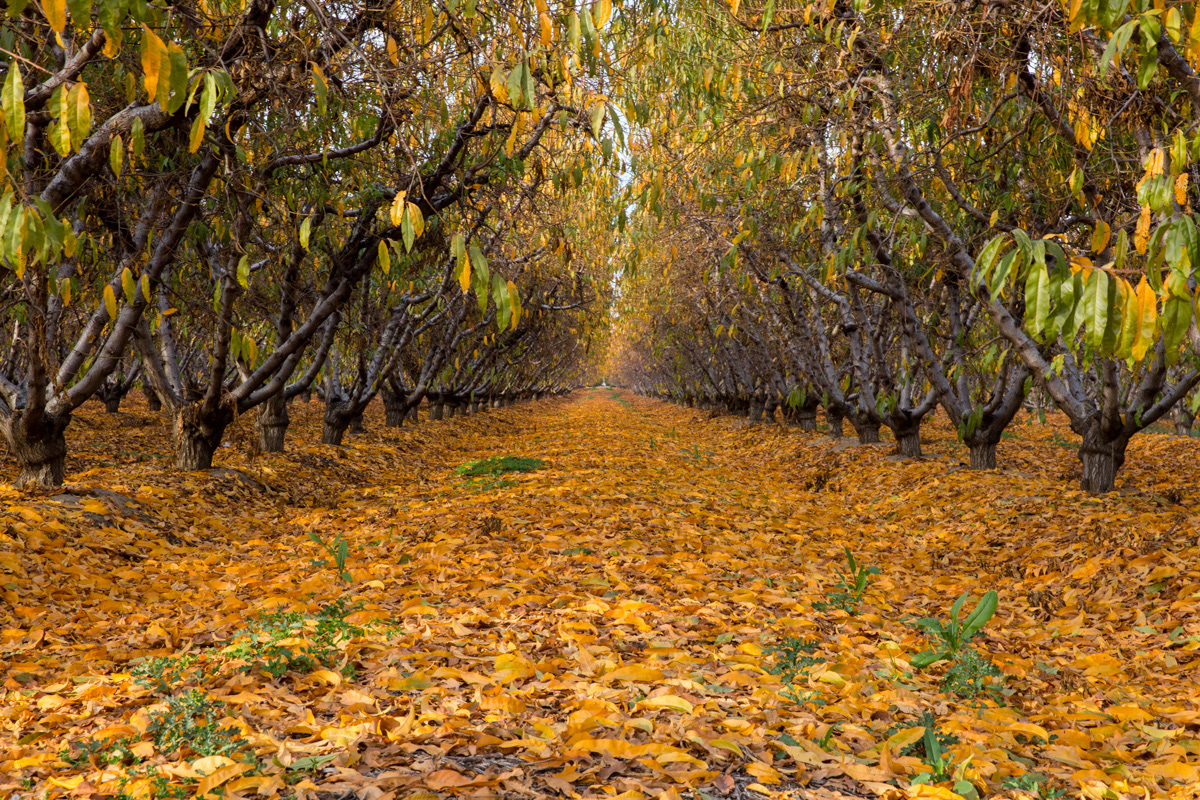 Citrus Grove, Central California