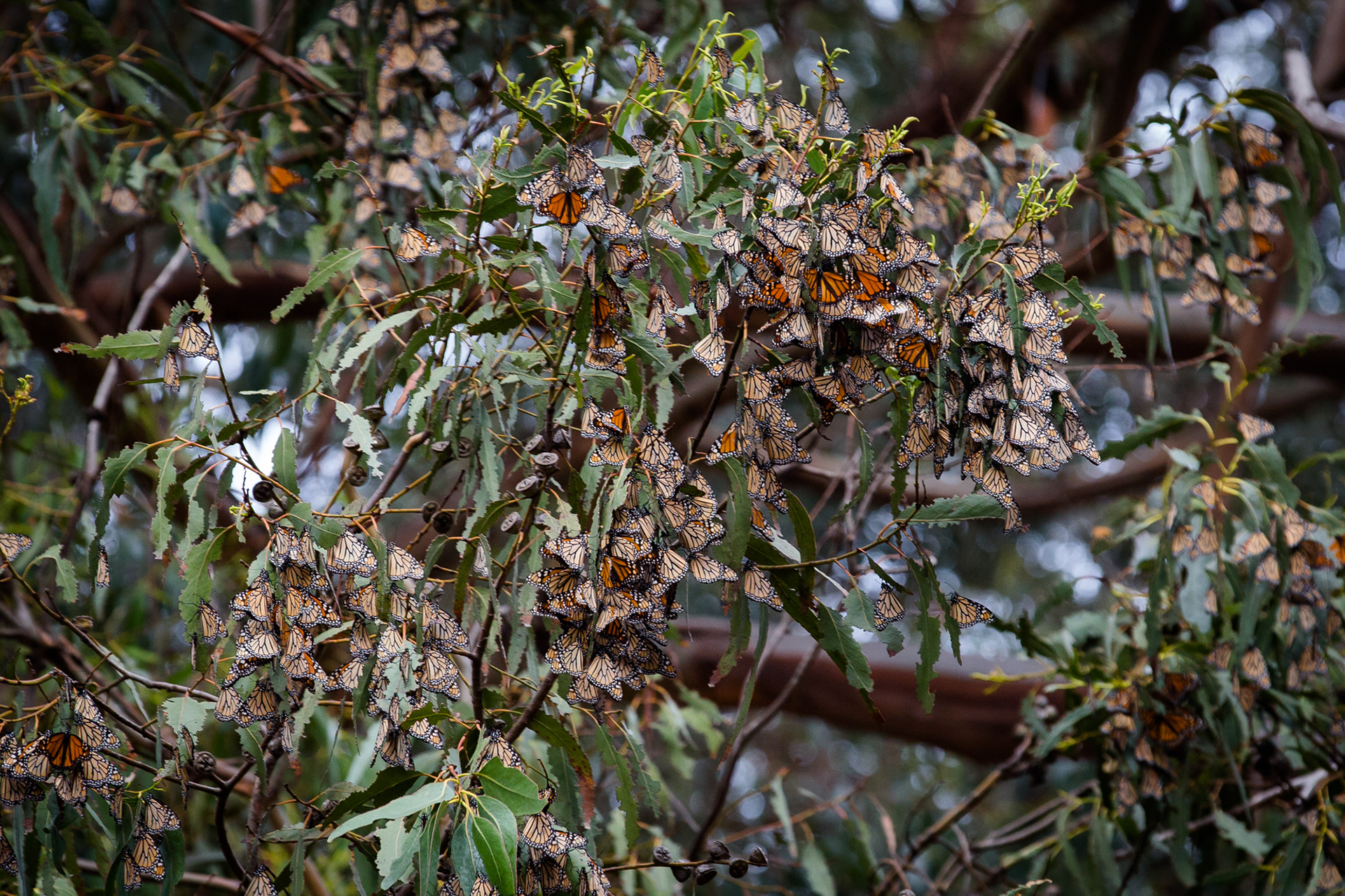 Monarch Butterfly Grove